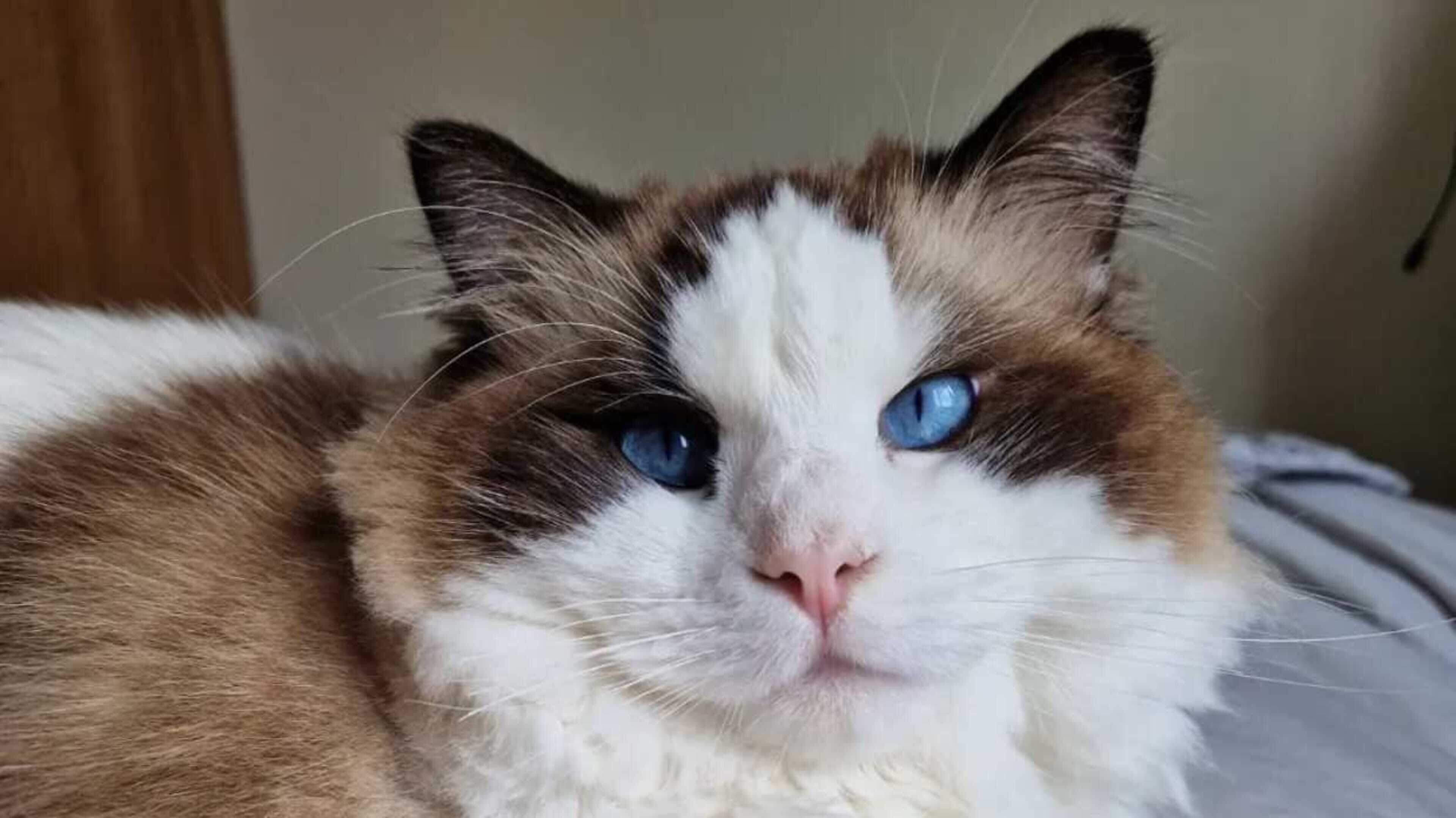 International Cat Day 2026: Do you have the cutest cat in Ireland? Send us your photos
