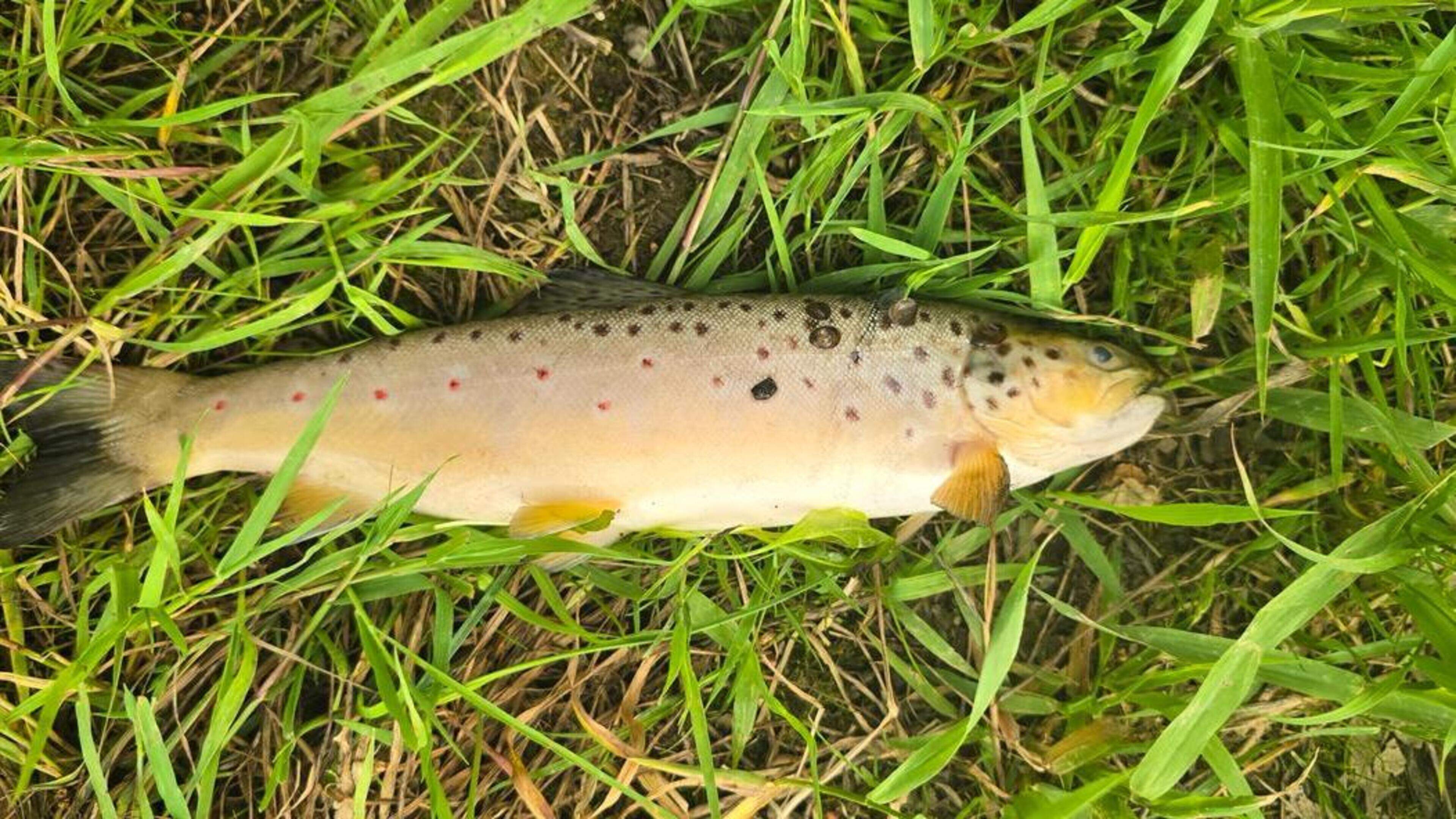 Major river pollution fines of €10,000 ‘nowhere near enough’, says minister 