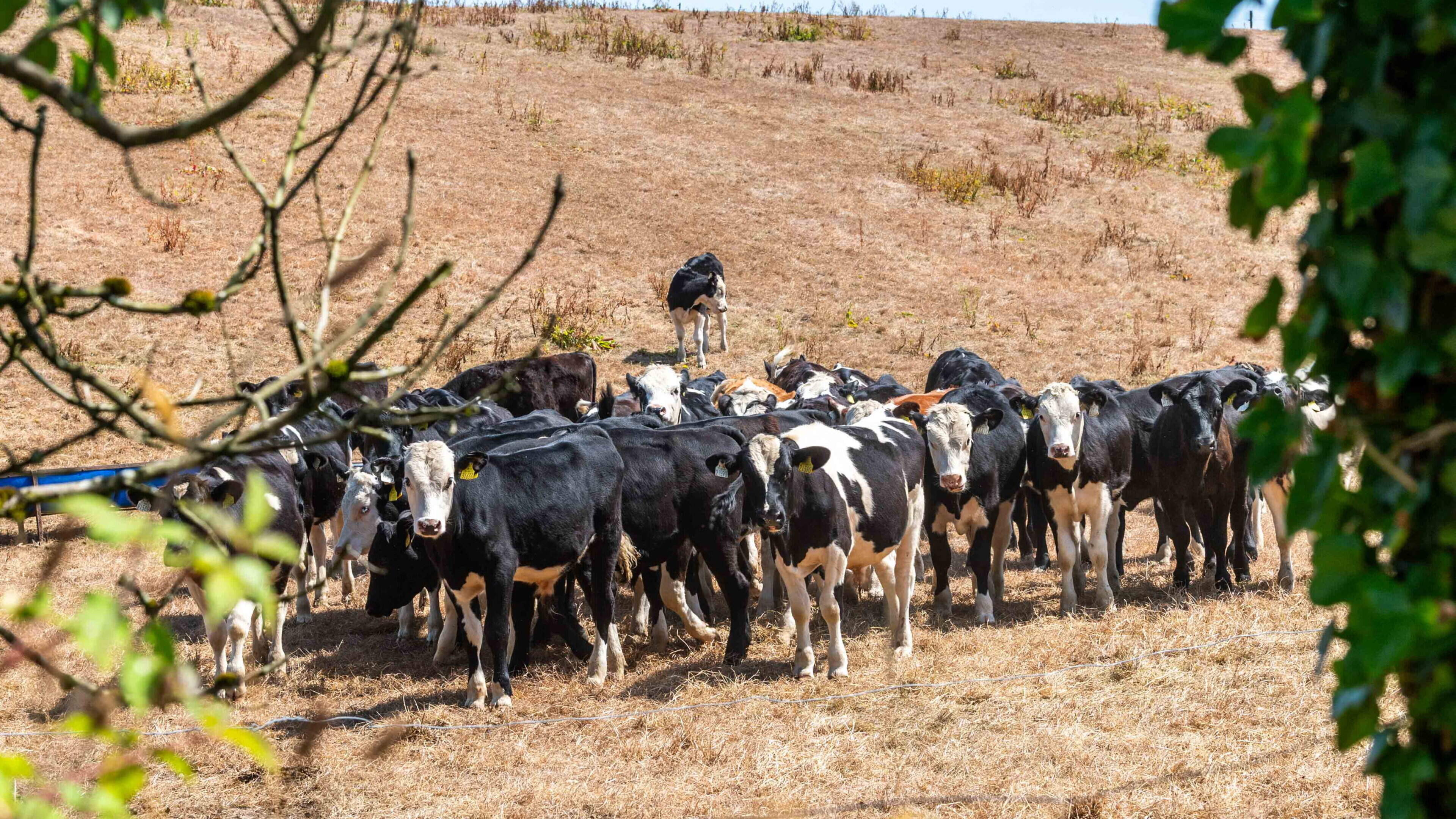 Drought tightens grip as farmers count mounting costs despite recent rain