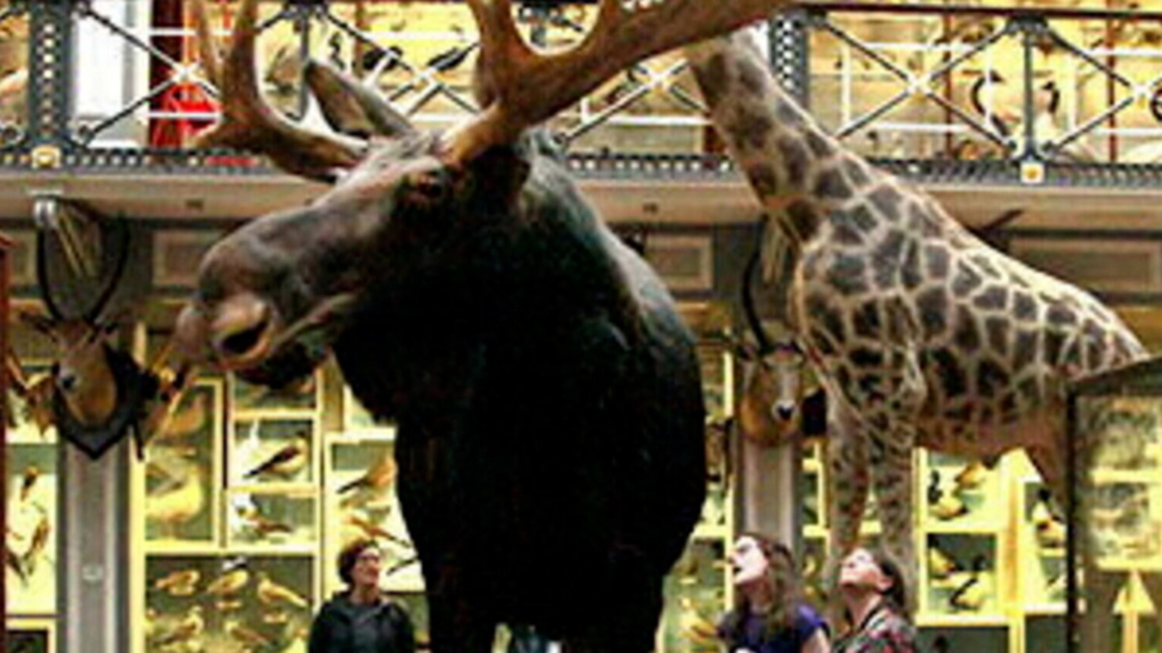Almost €600,000 spent moving exhibits from ‘Dead Zoo’ as Natural History Museum renovation bill hits €3.3m