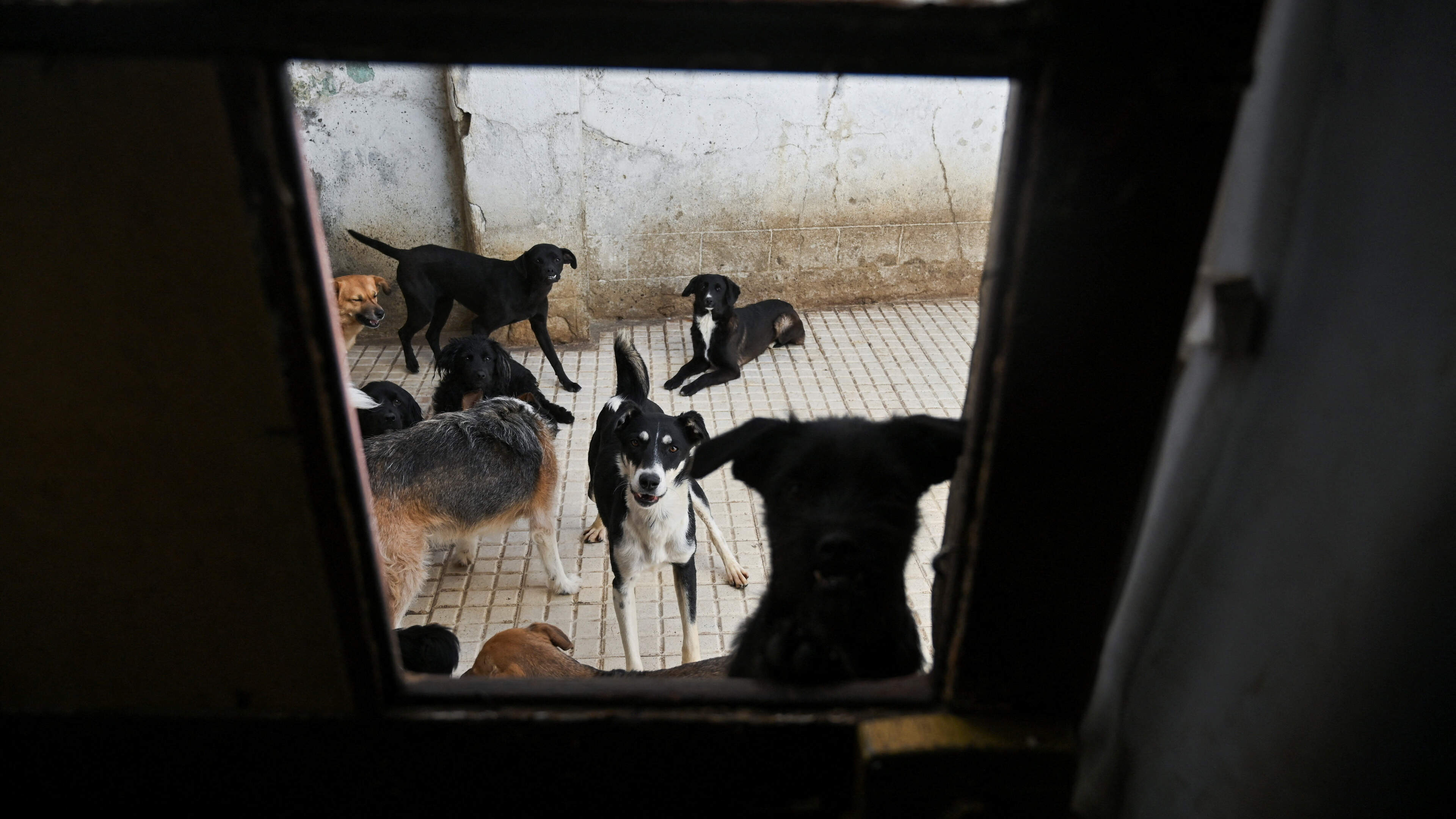 Sligo County Council urged to hire more dog wardens as councillors warn of ‘serious issue’