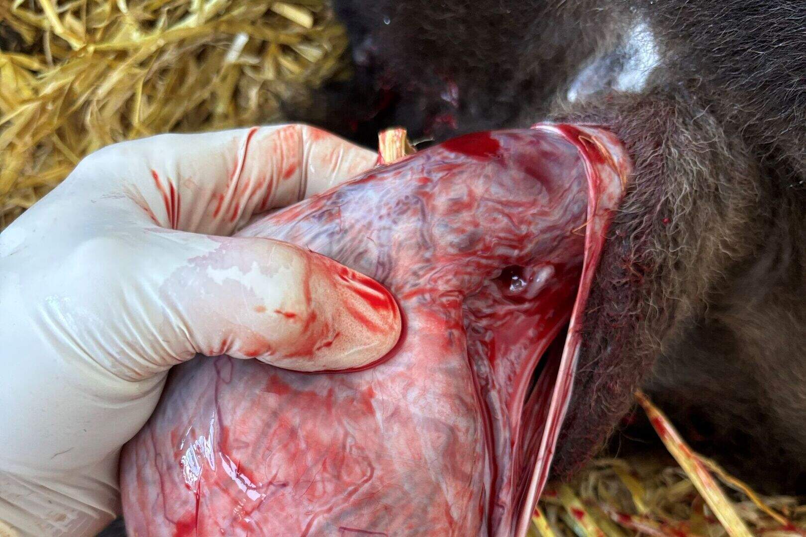 Eamon O'Connell: What to do if you have a young calf with a giant ...