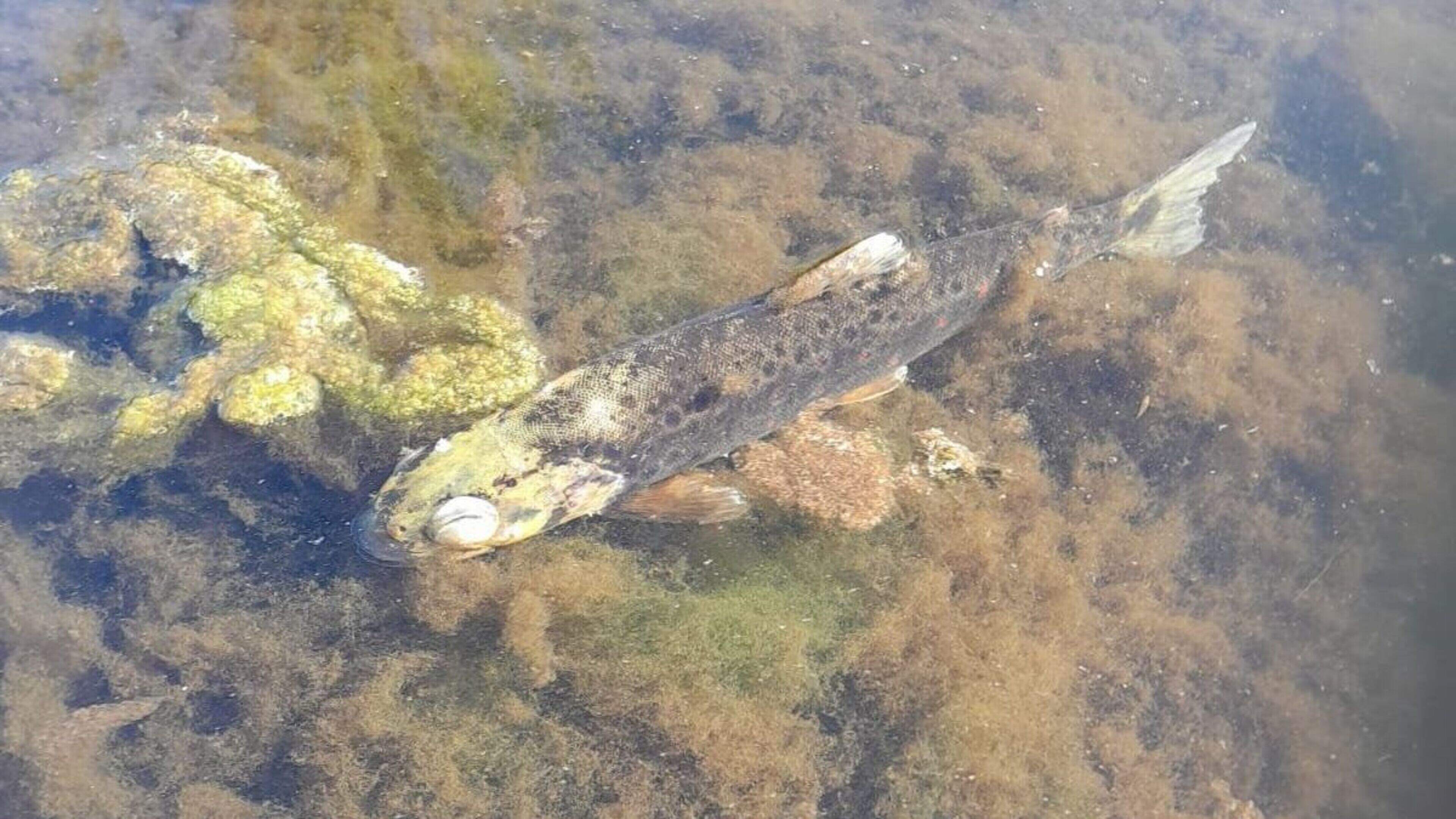 ‘Franken-trout’ infesting Scottish lochs