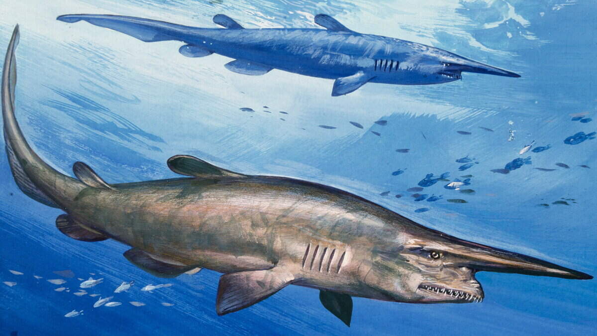 ‘World's ugliest shark' inadvertently caught on camera for first time