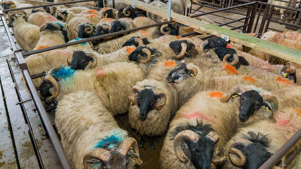 Factory cuts hit sheep prices despite strong export demand