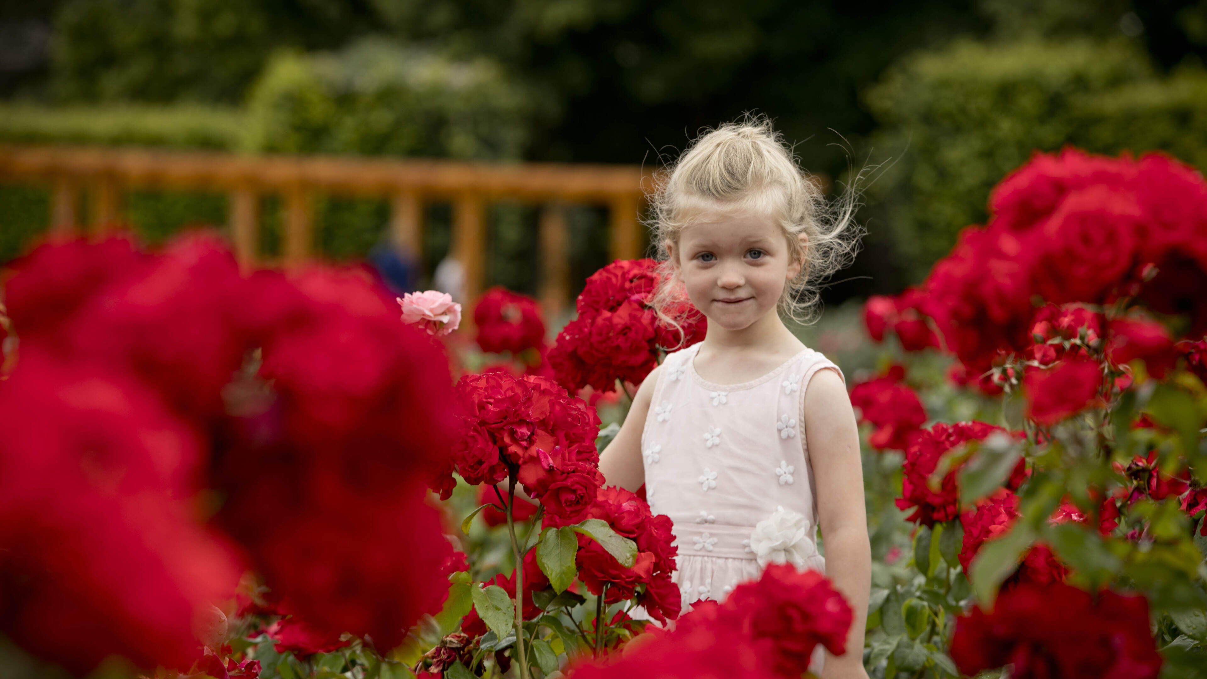 Rose Festival returns to St Anne’s Park as garden reaches full bloom this summer