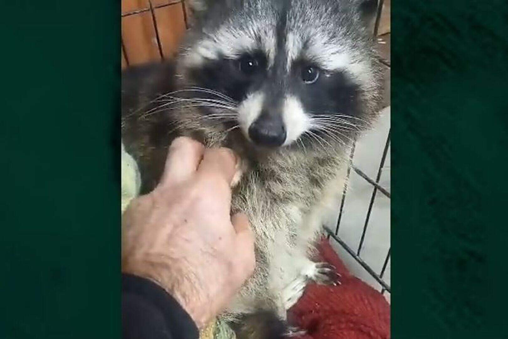 Racoon Plush Toy with Squeaker