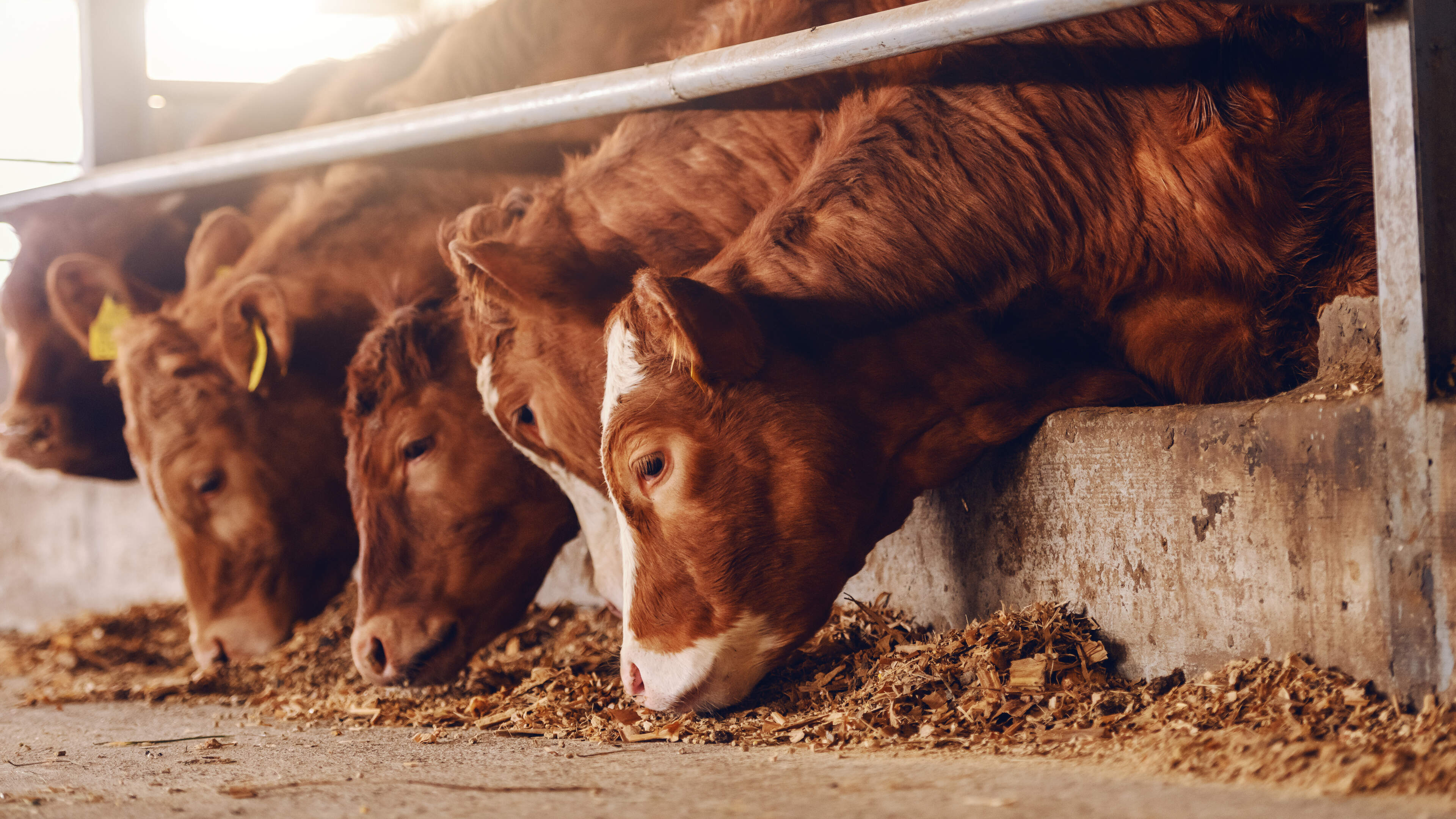 EU aims to cut dependency on soy, oilseed imports for Livestock