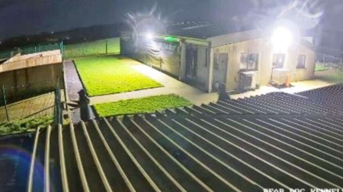 Wicklow NSPCA centre staff ‘traumatised’ after men break in and throw ...