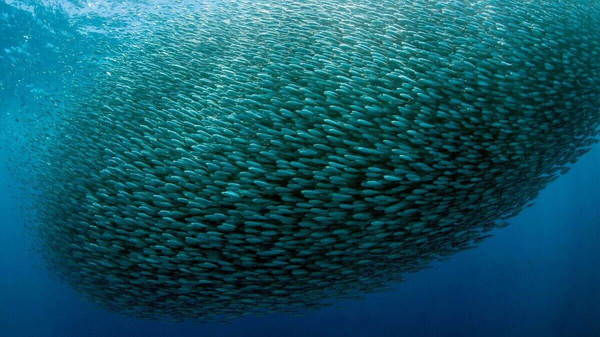 Climate in uncharted waters as hundreds of millions of anchovies and ...
