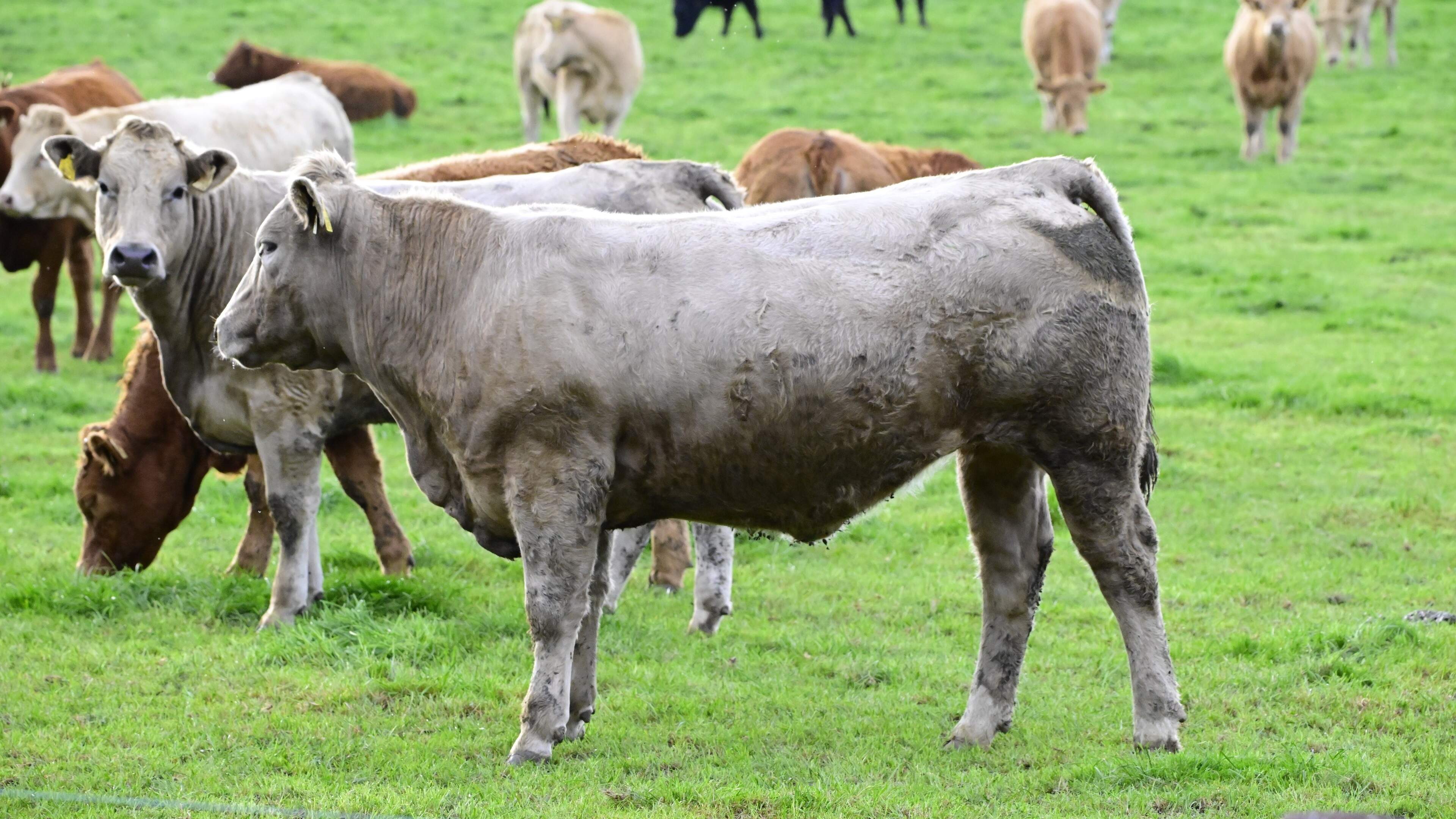 Another 10c/kg cut: Beef prices slide as factory pressure mo