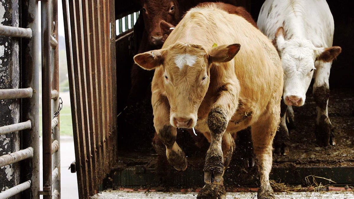 Factories try to soften expectations as beef supplies stay tight