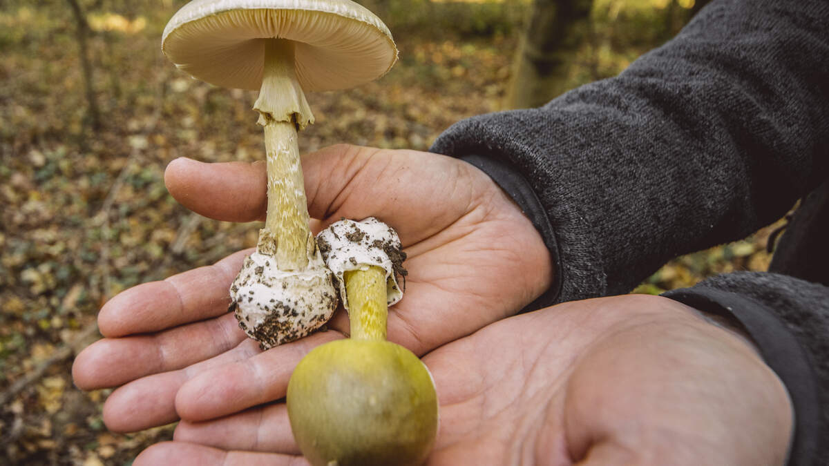 Warning over wild mushroom poisonings as some patients left needing amputations