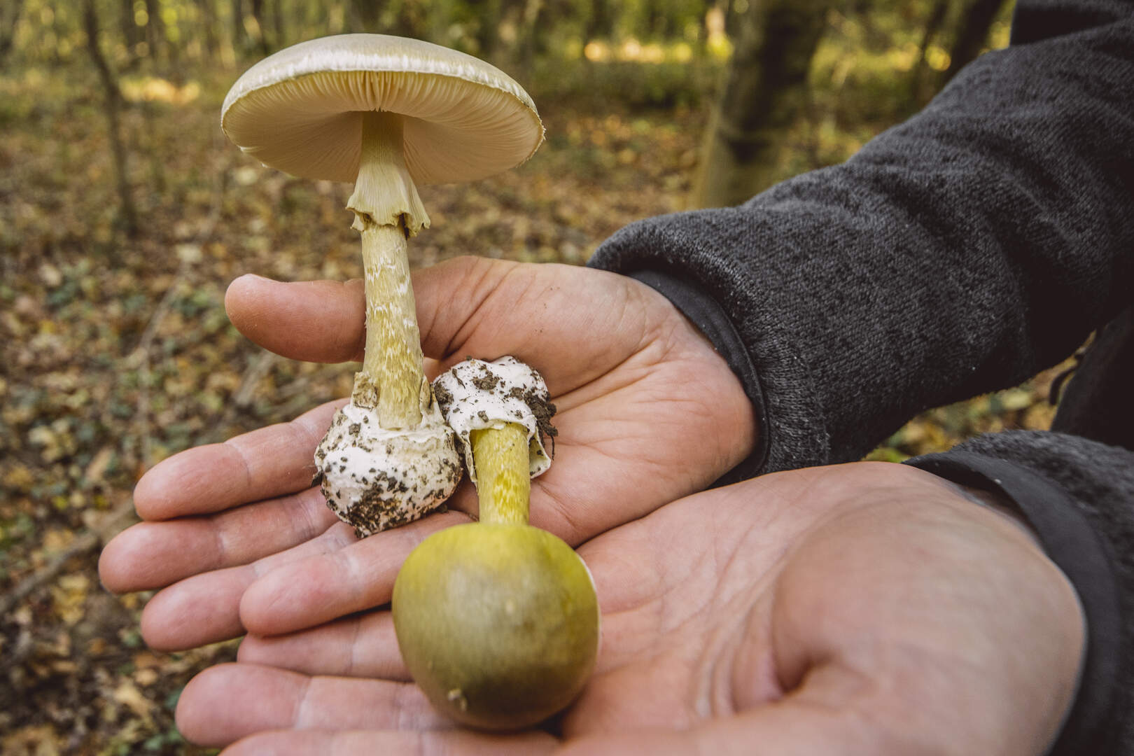 Health Experts Issue Urgent Warning Over Wild Mushroom Poisoning in Ireland