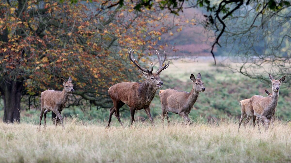Kerry TD Michael Healy-Rae hits out at RSA over inaction on wandering deer despite huge spend on campaigns