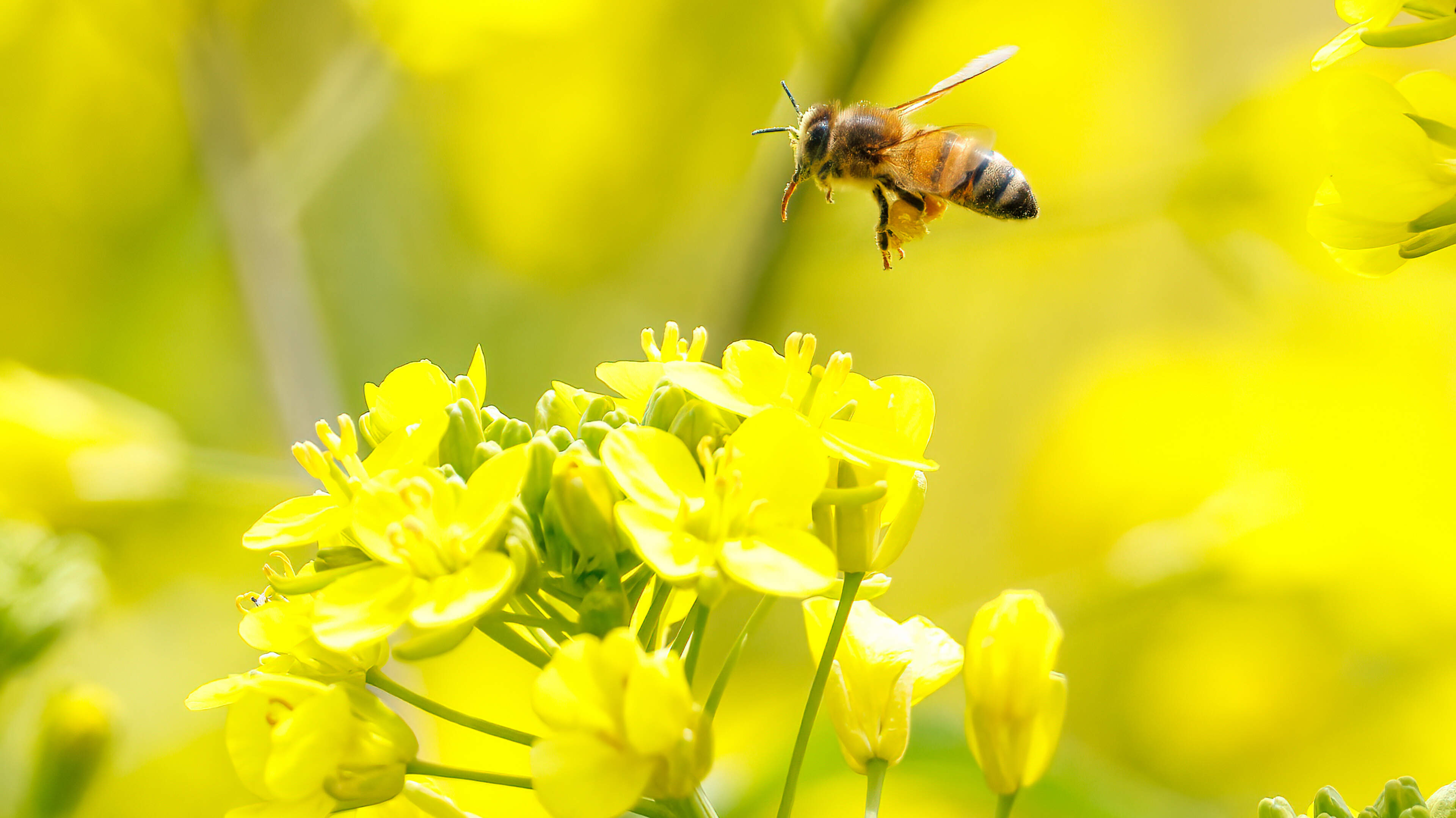 Irish bees’ ability to produce honey is threatened by imported species, scientists warn
