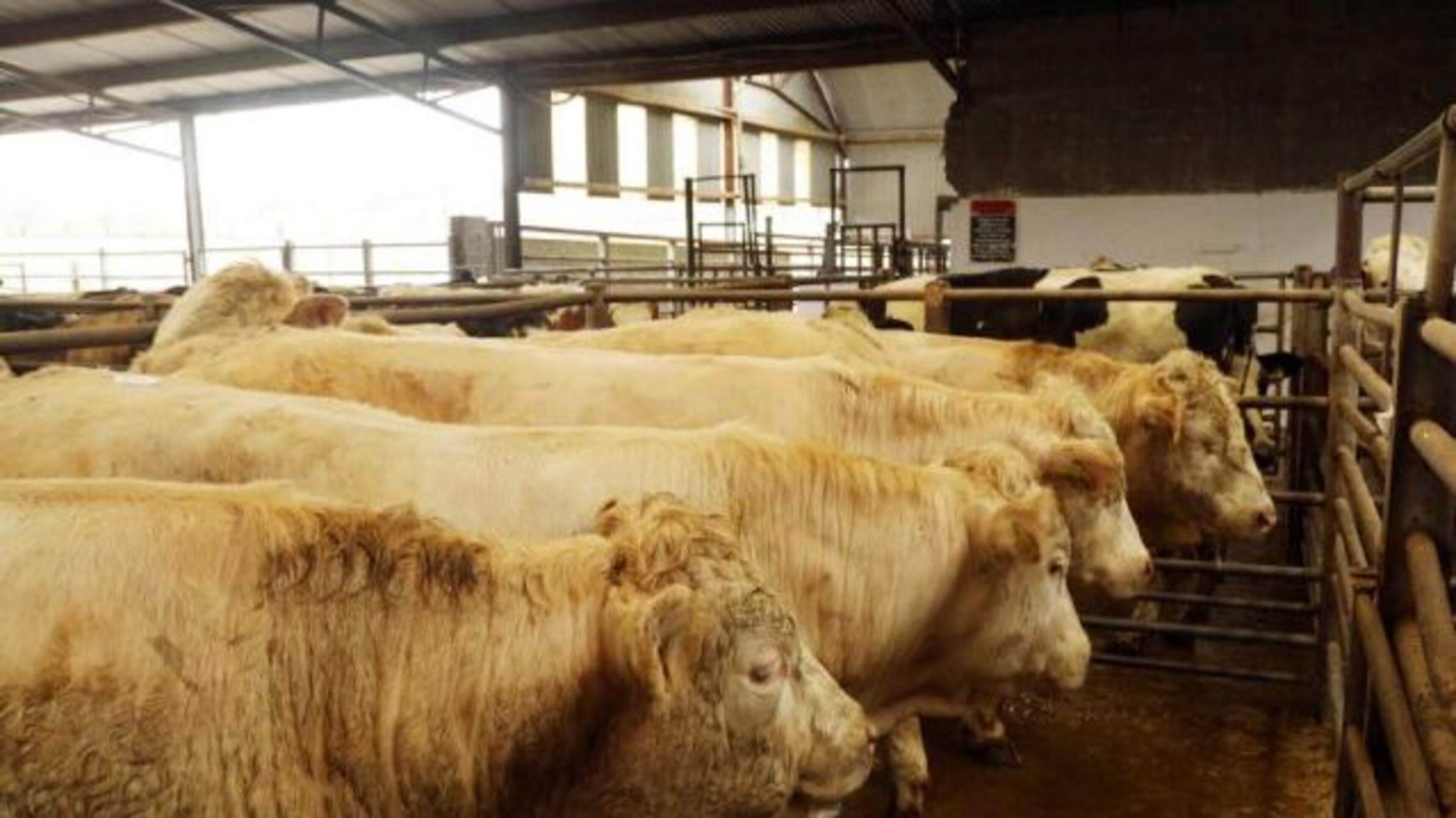 Marts reports from Baltinglass, Blessington and Carnew