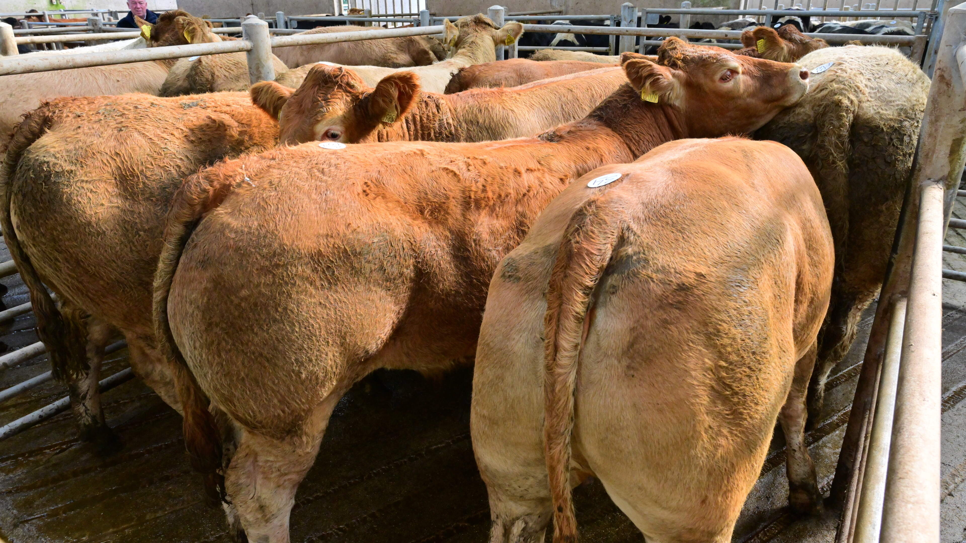 Mart trade reverses as heavy cattle prices fall by up to €100/head