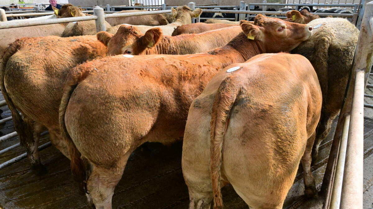 Mart trade reverses as heavy cattle prices fall by up to €100/head