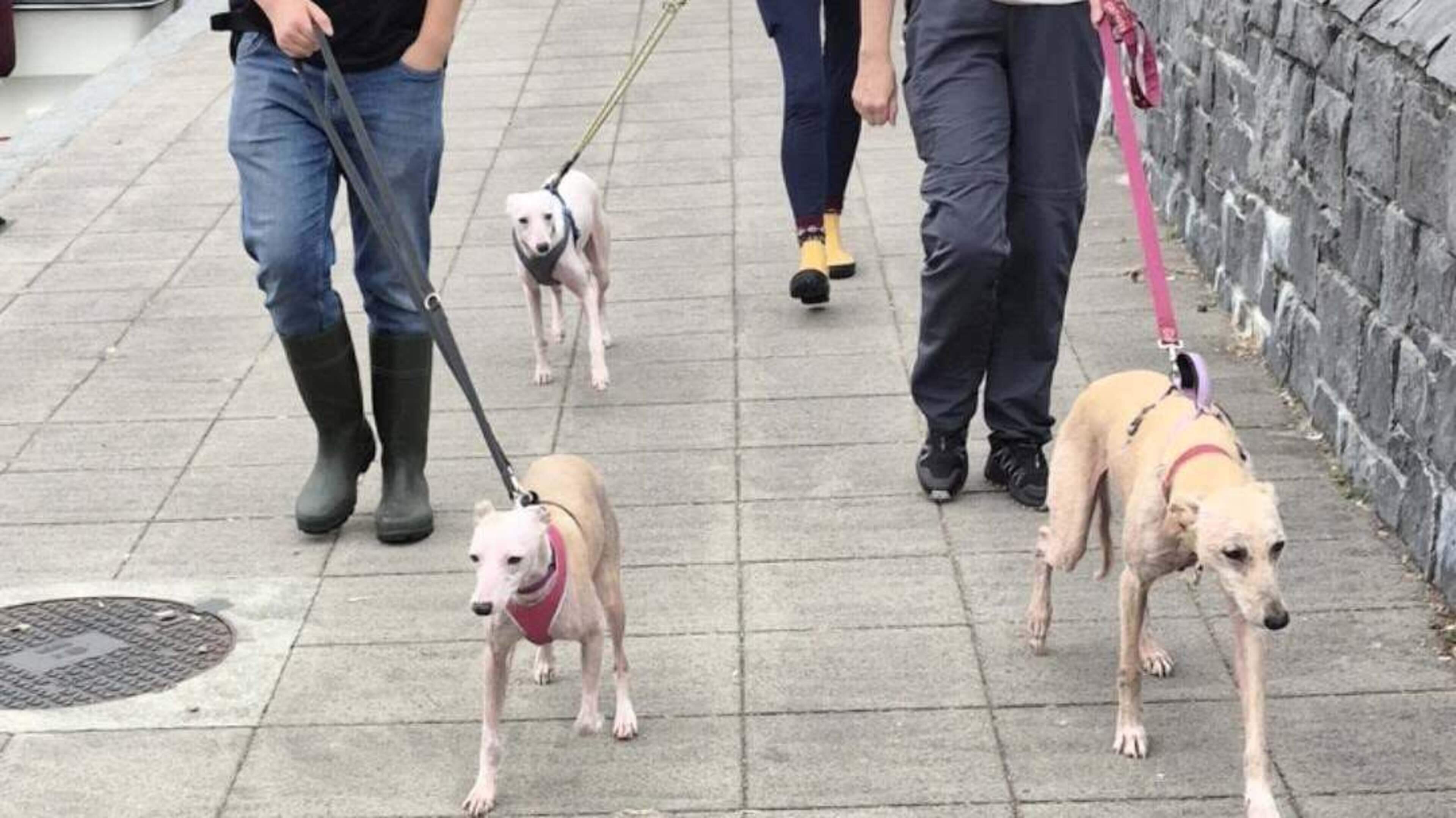 Dogs found emaciated in Galway country road now up to full health — ‘We are so proud of how far they have come’