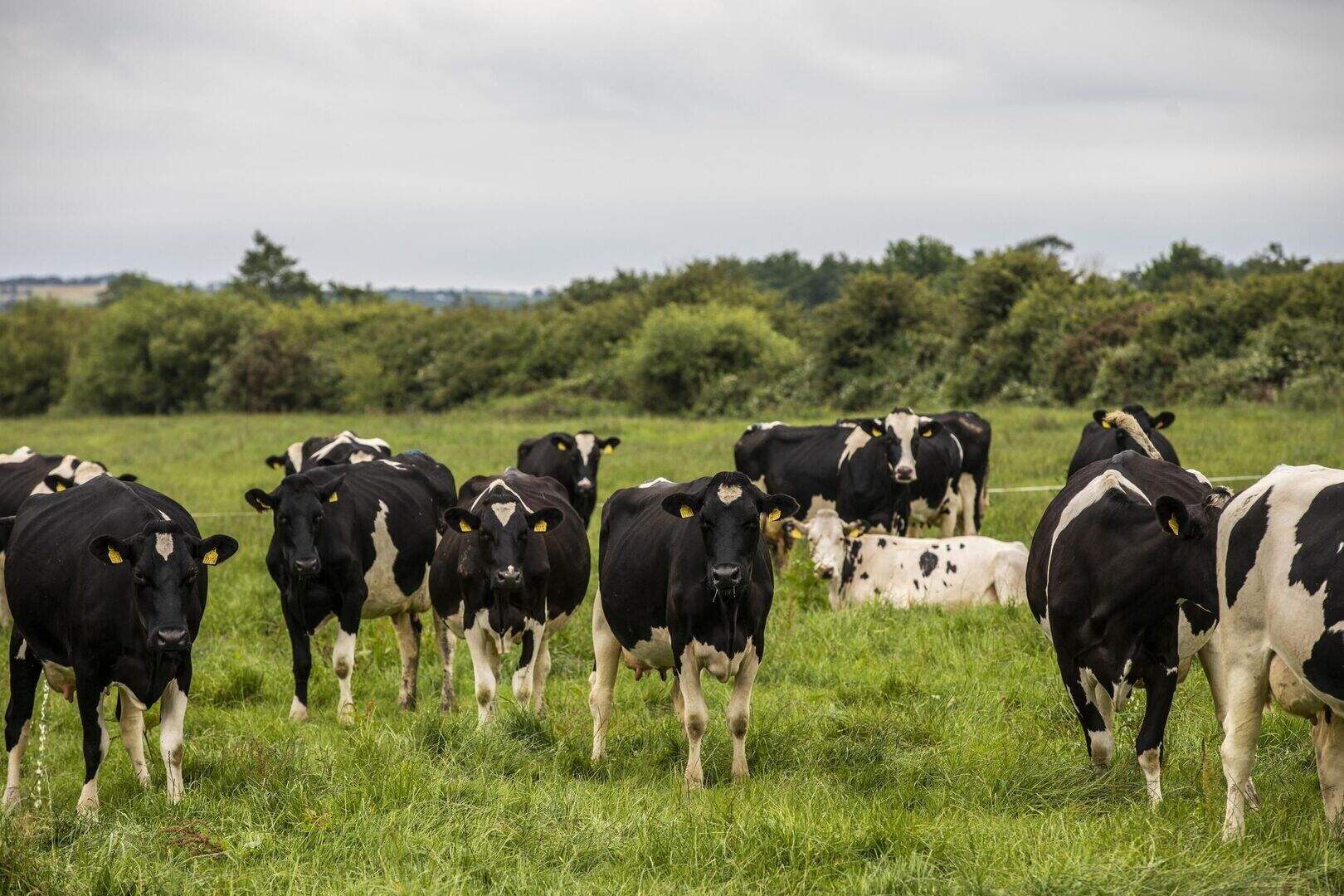 Darragh McCullough: The hidden costs of drought | Irish Independent