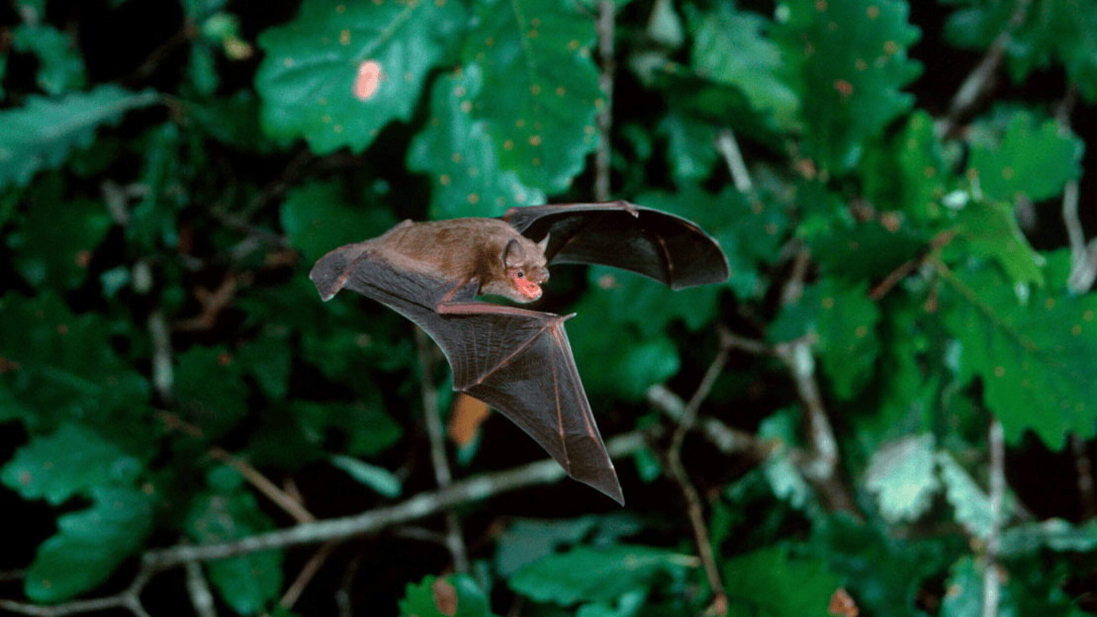 Chance to witness hundreds of bats emerging from their daytime roost at Wicklow National Park