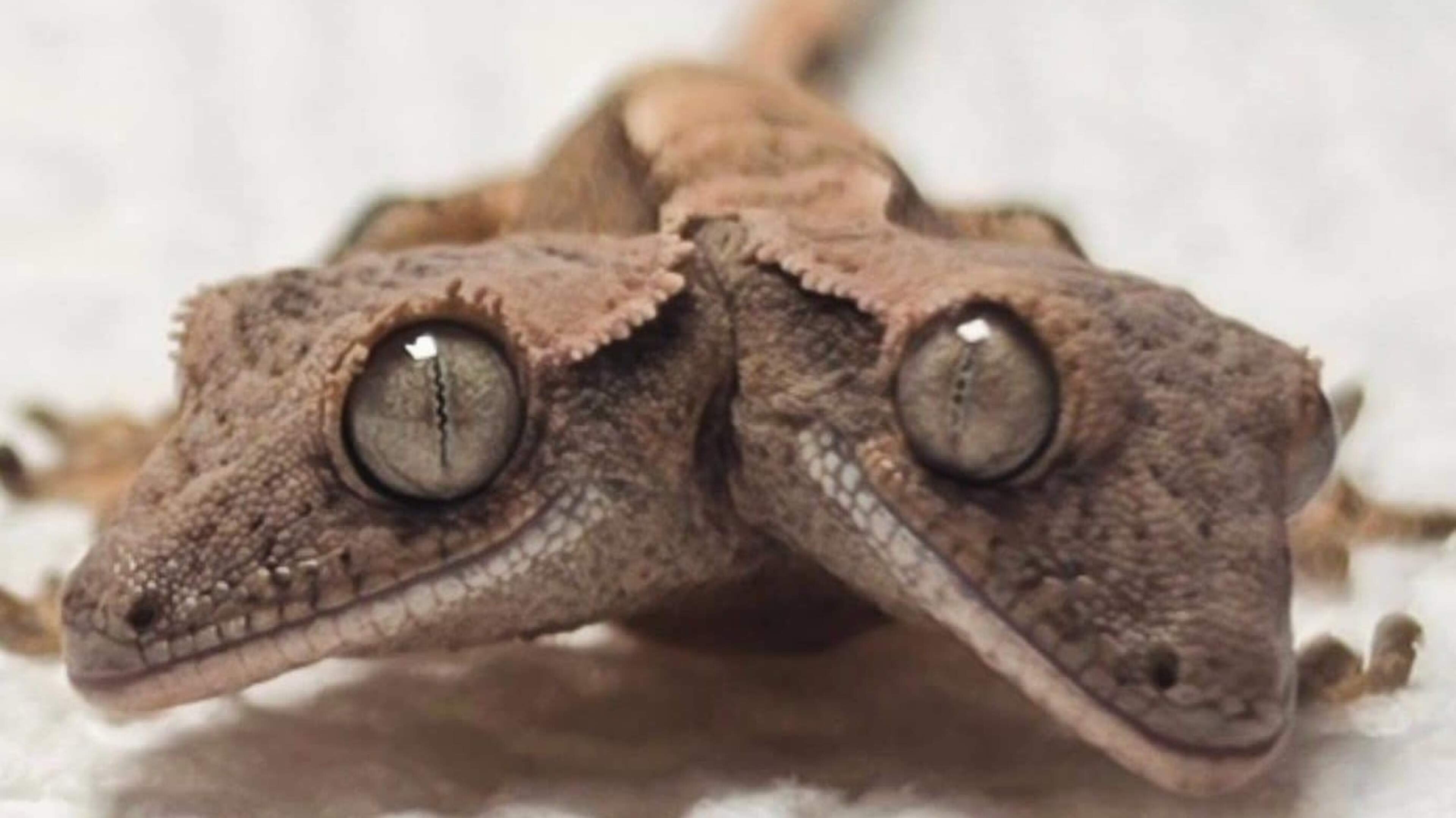 Two-headed gecko ‘Simon and Garfunkel’ beats survival odds to reach four weeks old