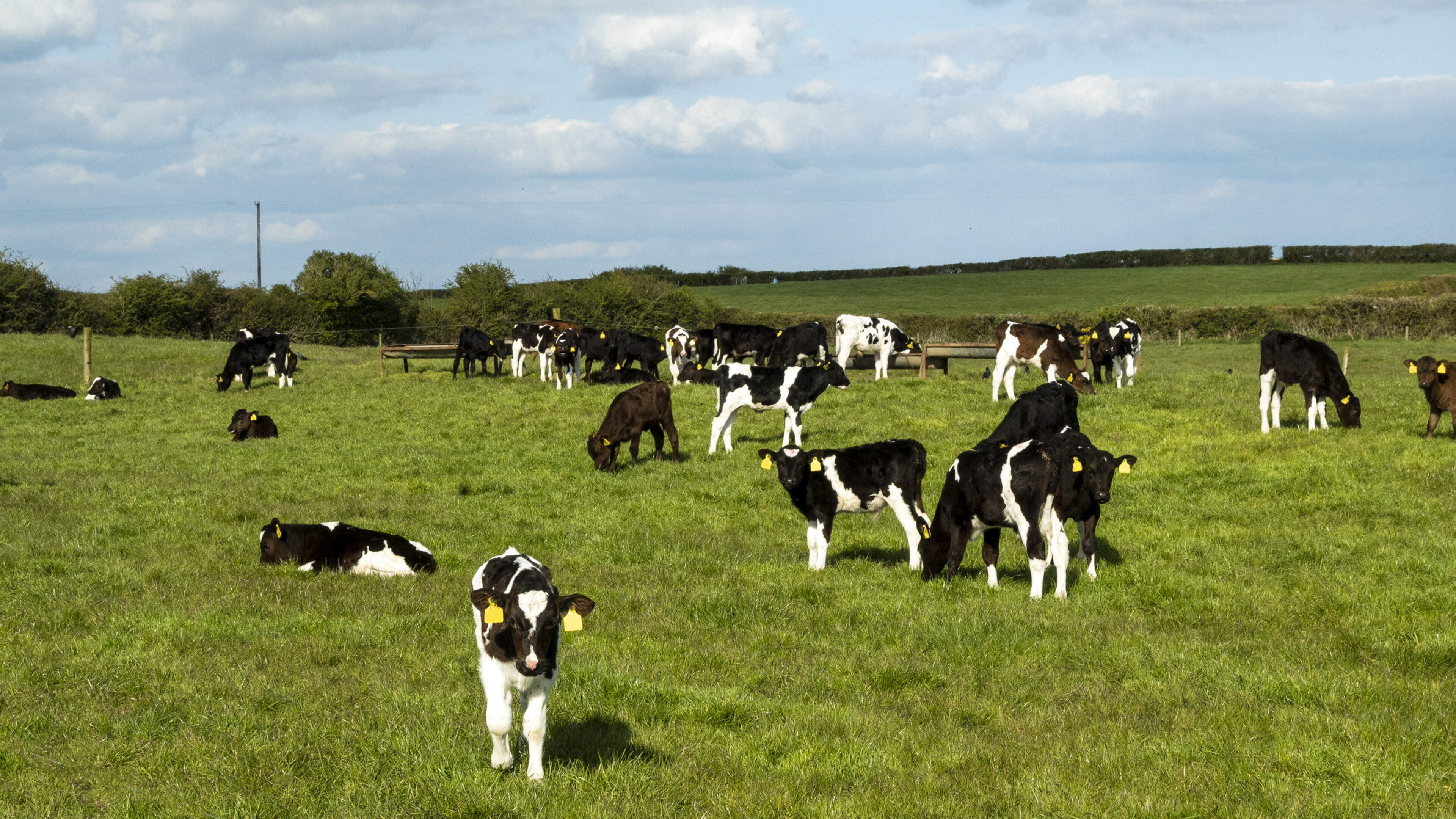 80pc drop in calf slaughterings driven by focus on better breeding