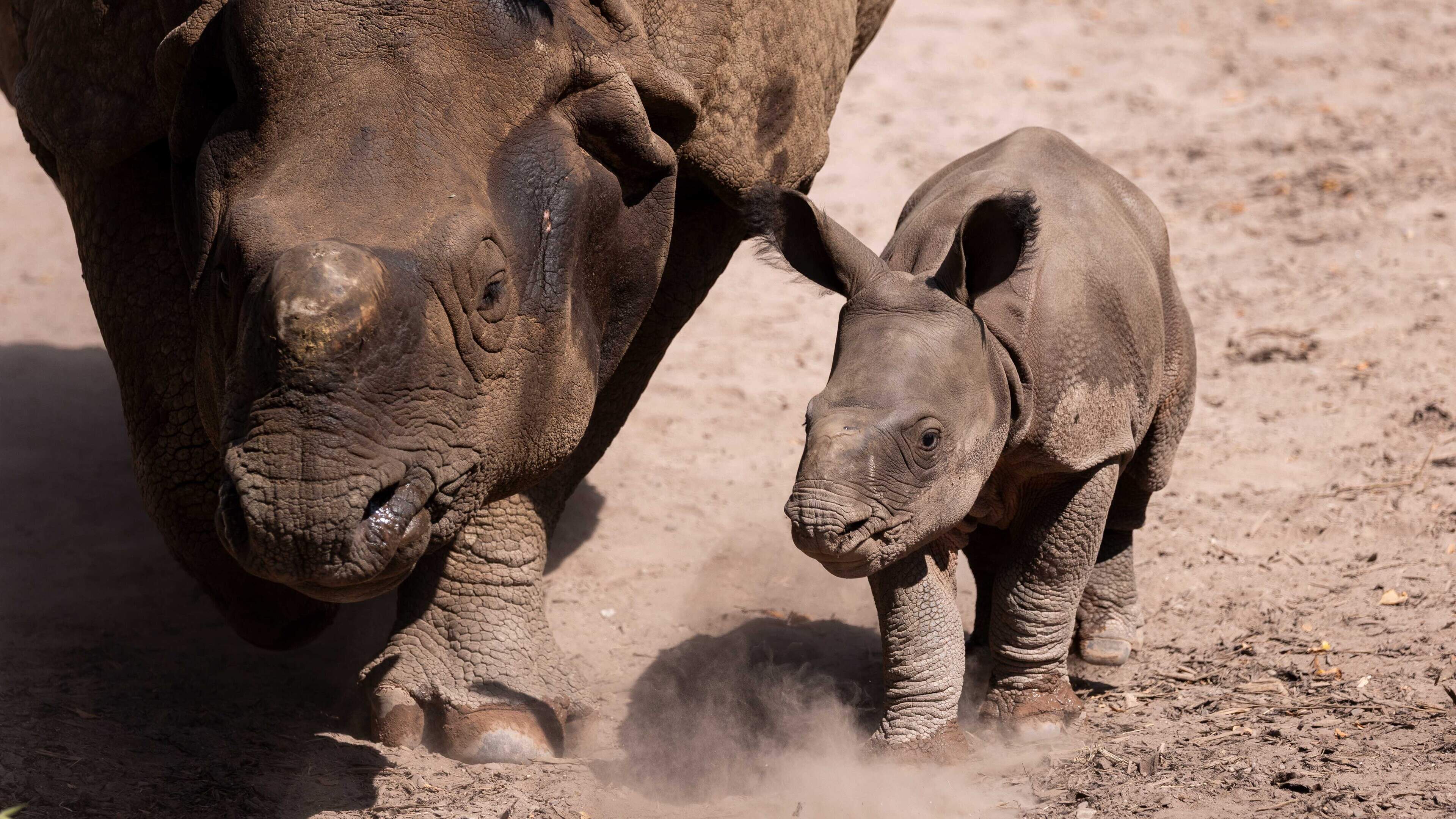Fota Wildlife Park welcomes birth of second ever rhino in Ireland