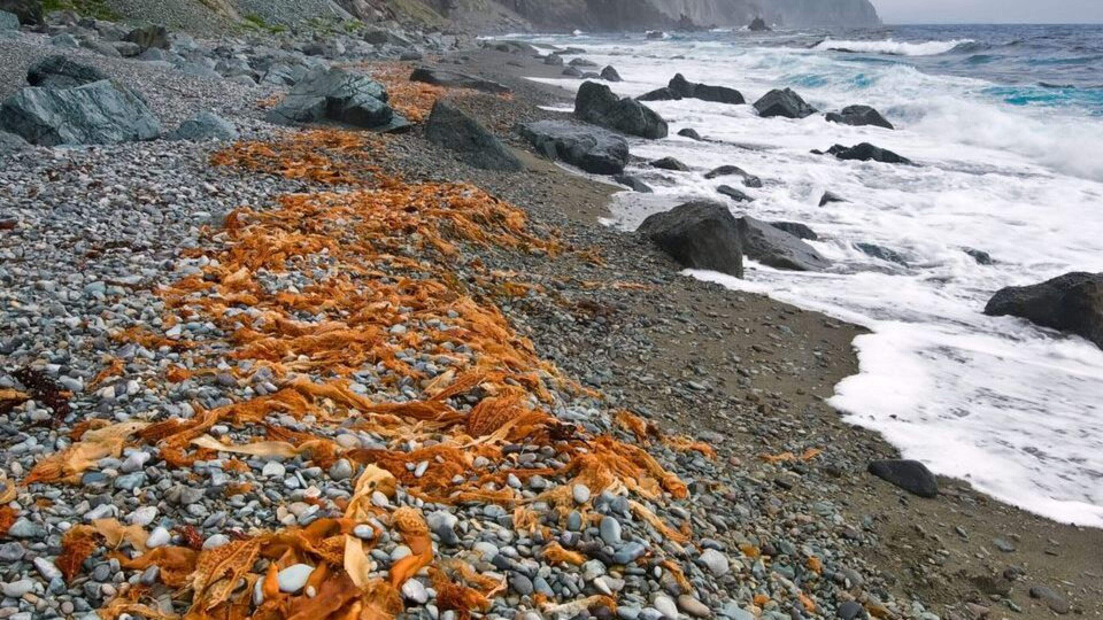 Call for seaweed on Louth coastline to be tested to ensure it is not ‘toxic’