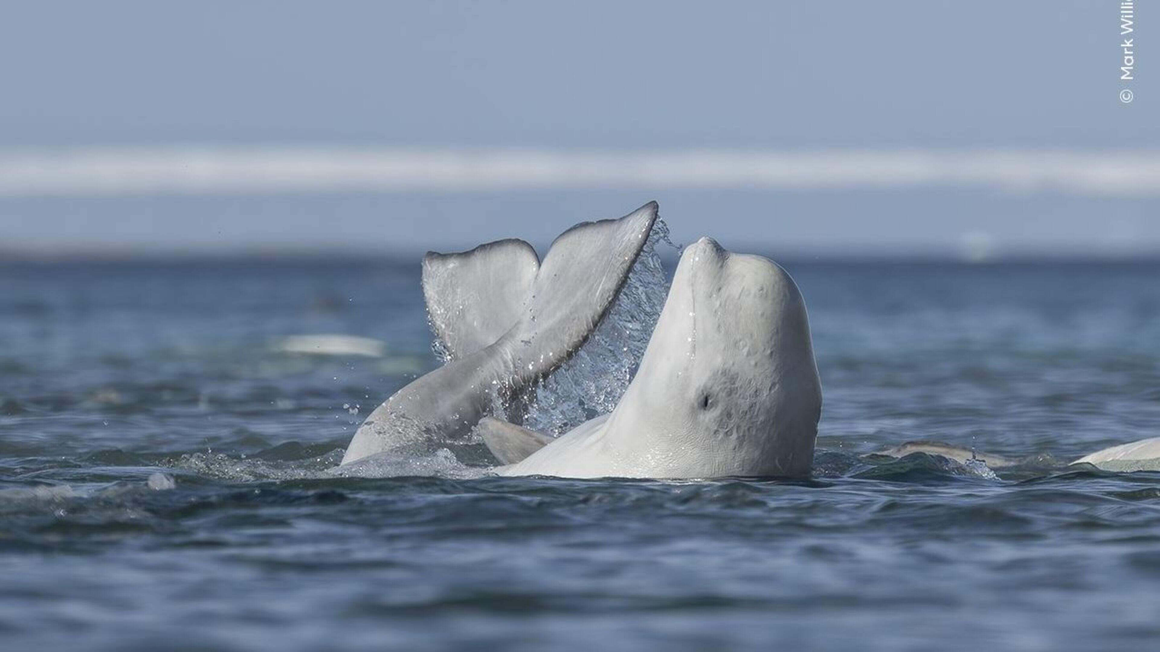 SeaWorld steps in to help rescue 30 whales from closed Canadian amusement park