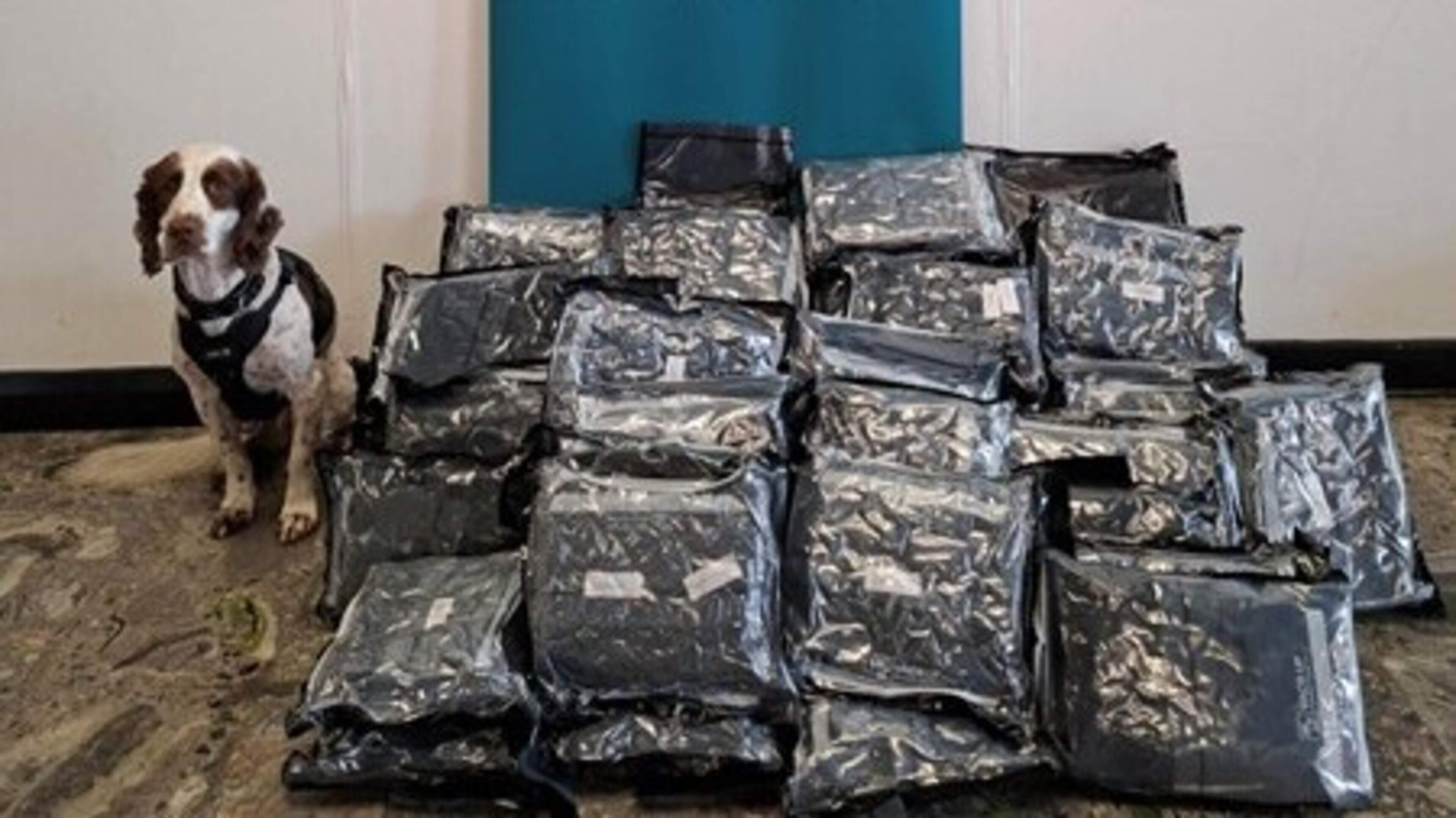 Over €500k of illicit drugs seized at Shannon Airport