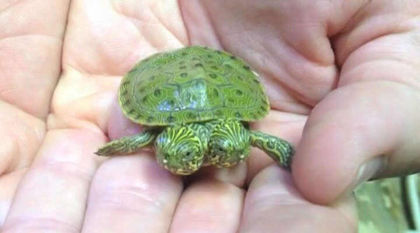 Video: Two-headed turtle wows zoo crowds | Irish Independent