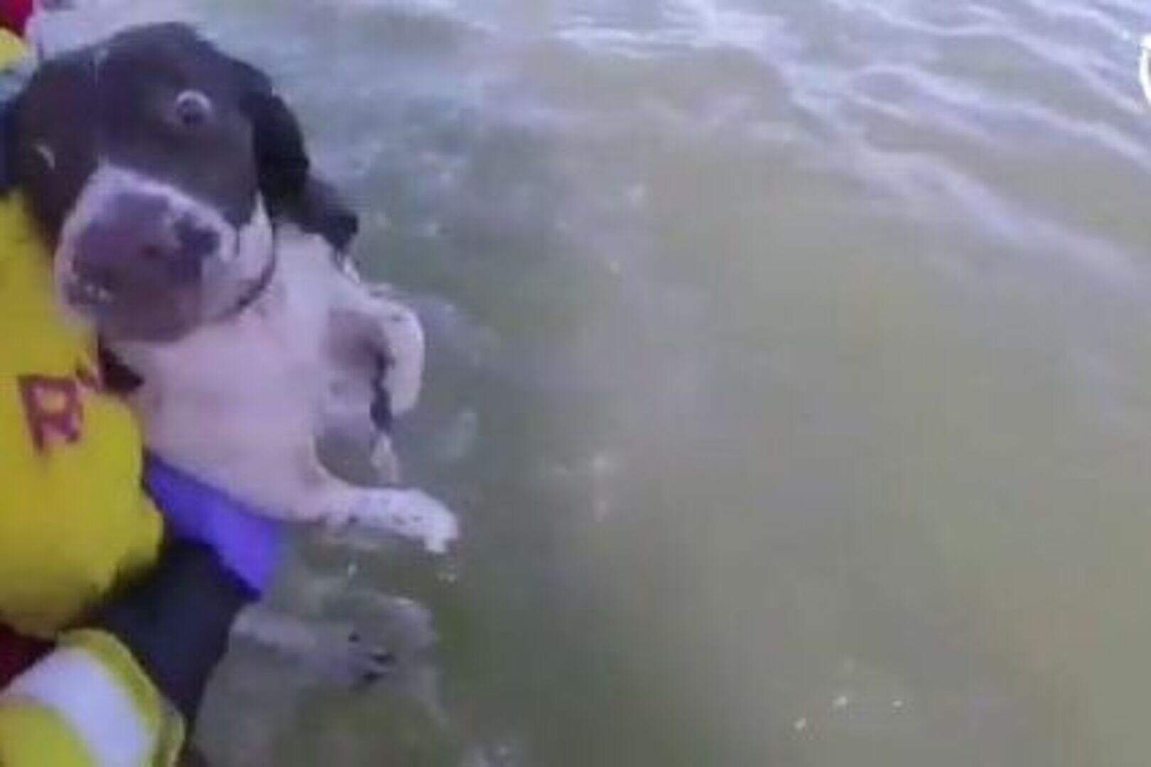 Dog that swam out to sea to chase seagulls is saved by lifeboat crew ...