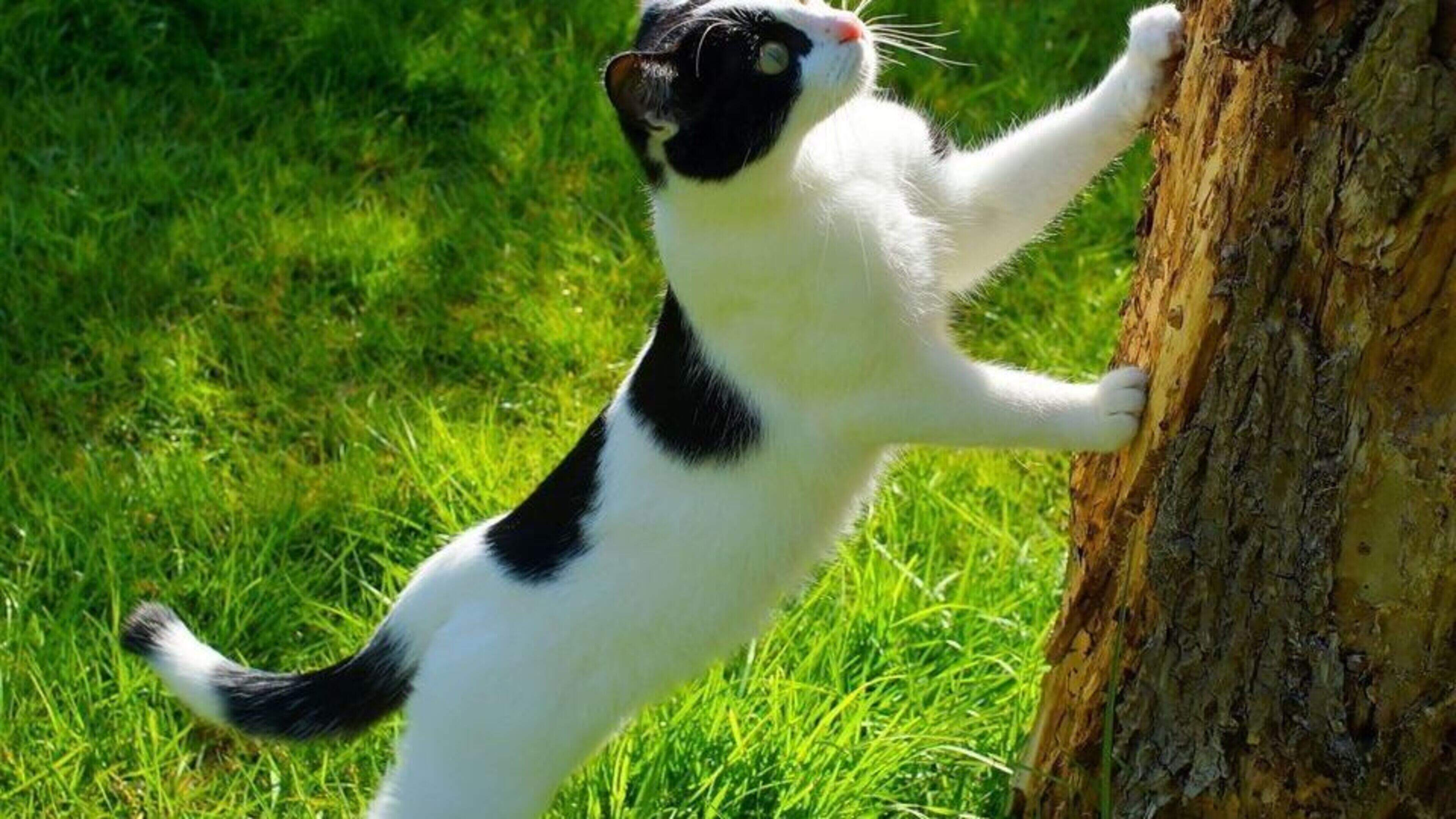 Alleged cat shooting, threats and racial slurs at centre of bitter dispute between Wicklow neighbours