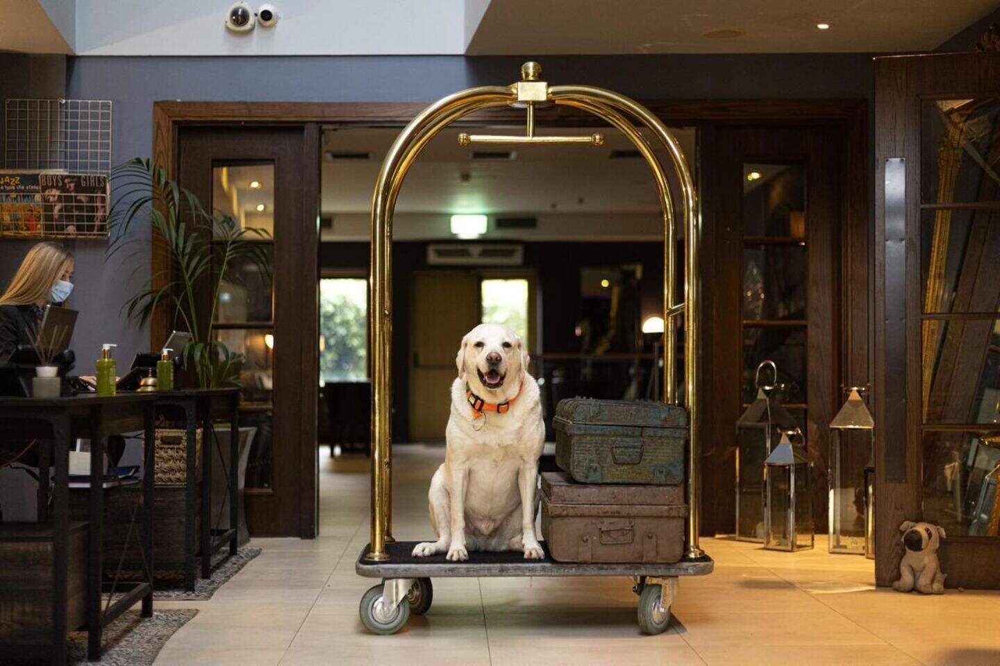 Ireland’s best pet-friendly café or restaurant - ‘it’s just paw-fect ...