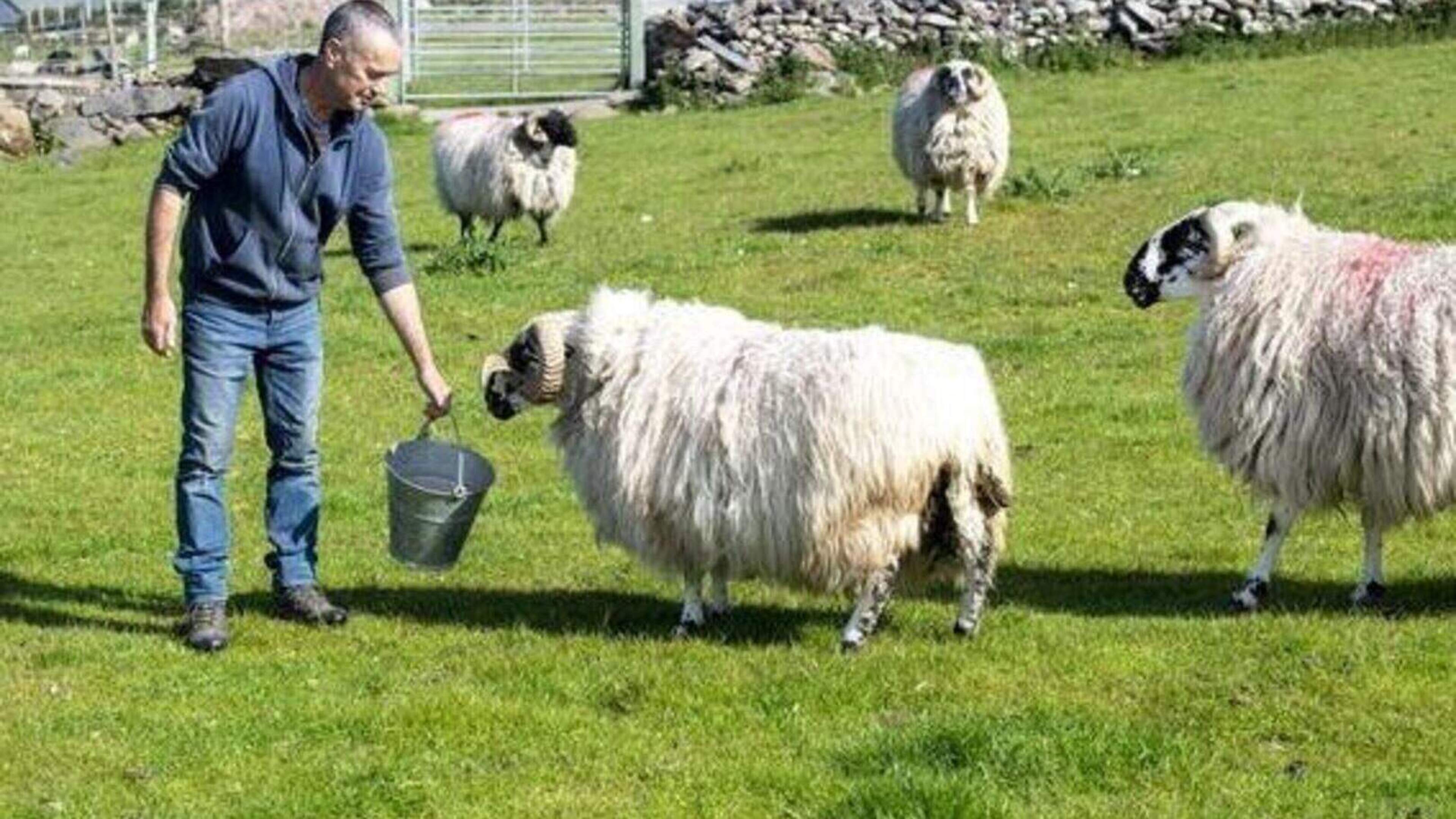 West Kerry sheep farmer says EU reclassification of wool could save his profession