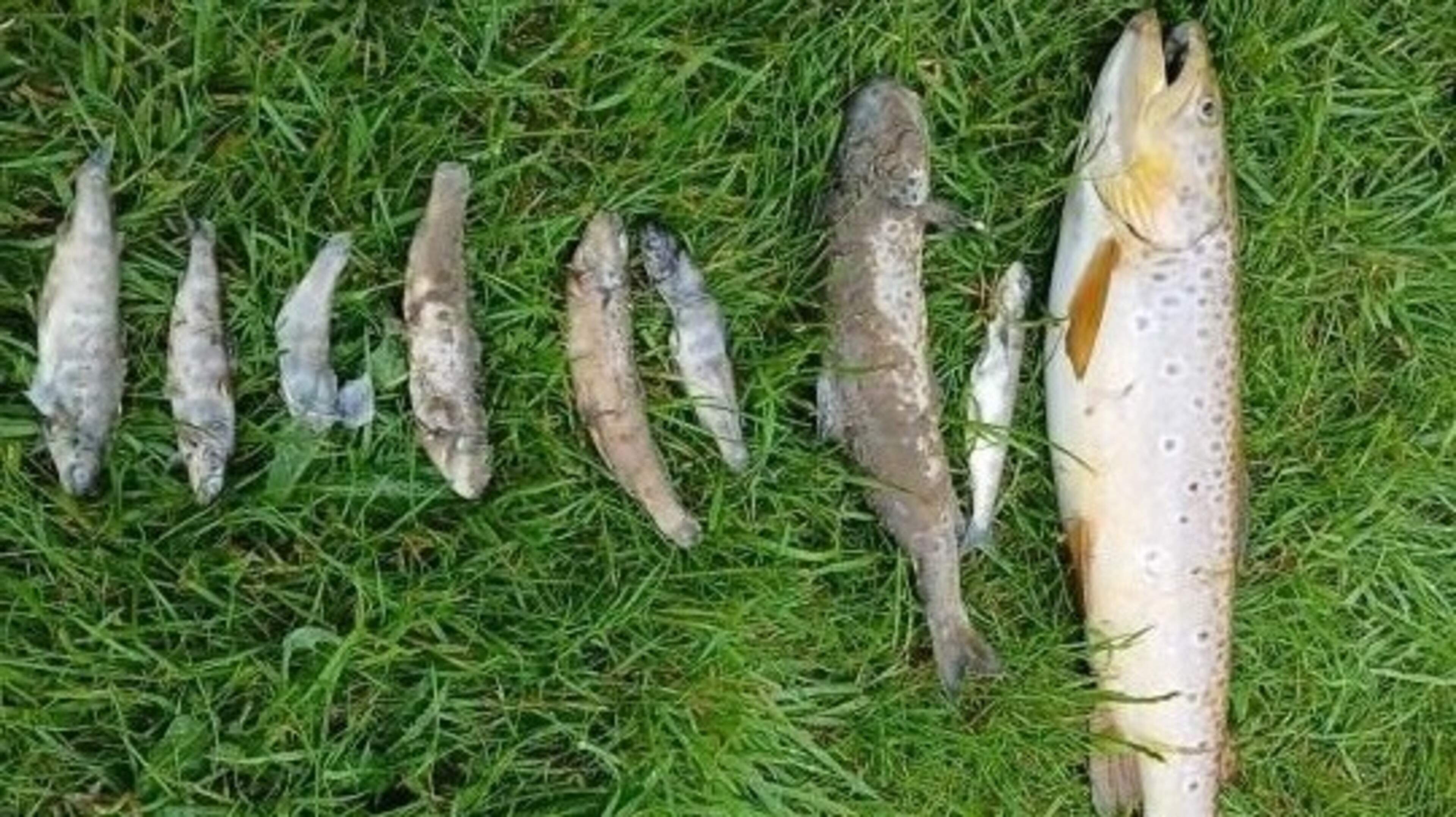 Inland Fisheries following a ‘definite line of inquiry’ after over 500 fish found dead in Kildare