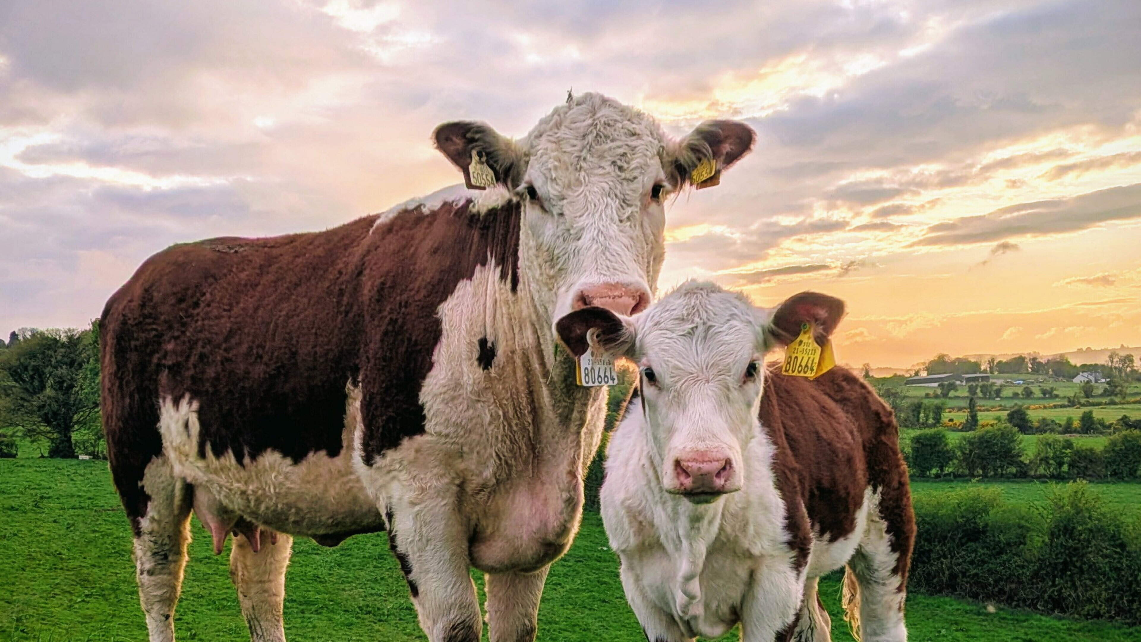 Is working 55 hours a week the future of beef farming?