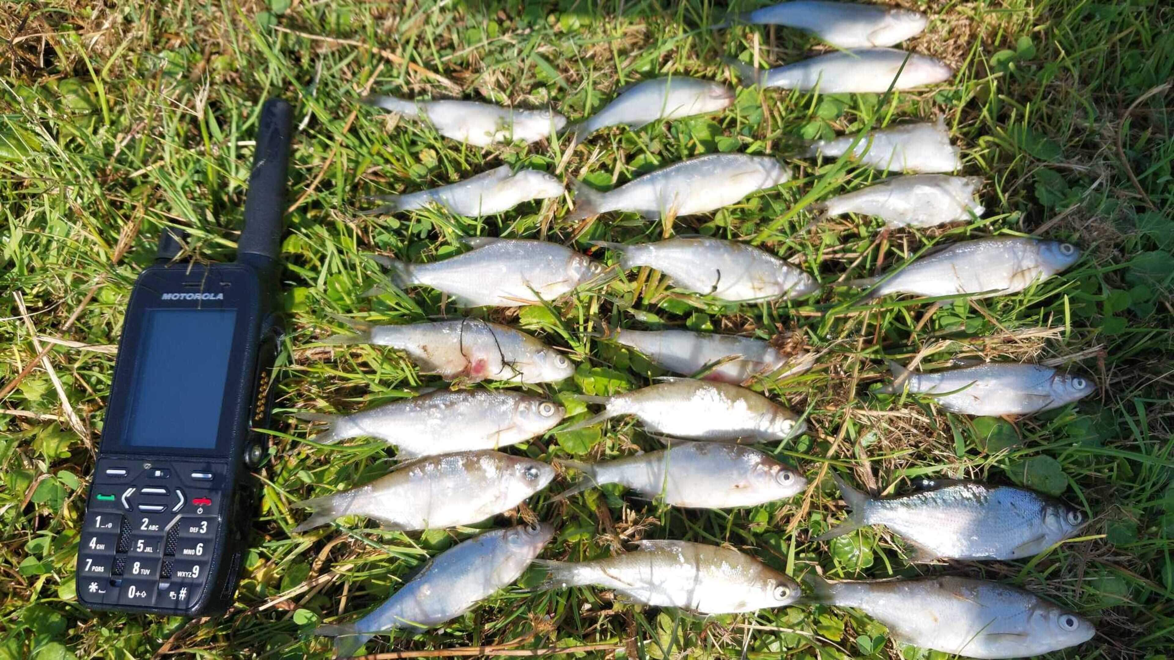 Inland Fisheries Ireland investigating four fish kills nationally