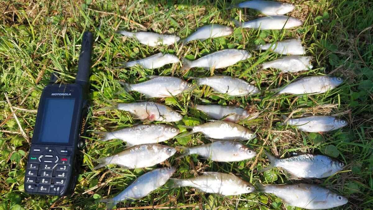 But no further dead fish were observed in Curraghalicky Lake over the weekend as temperatures remained high
