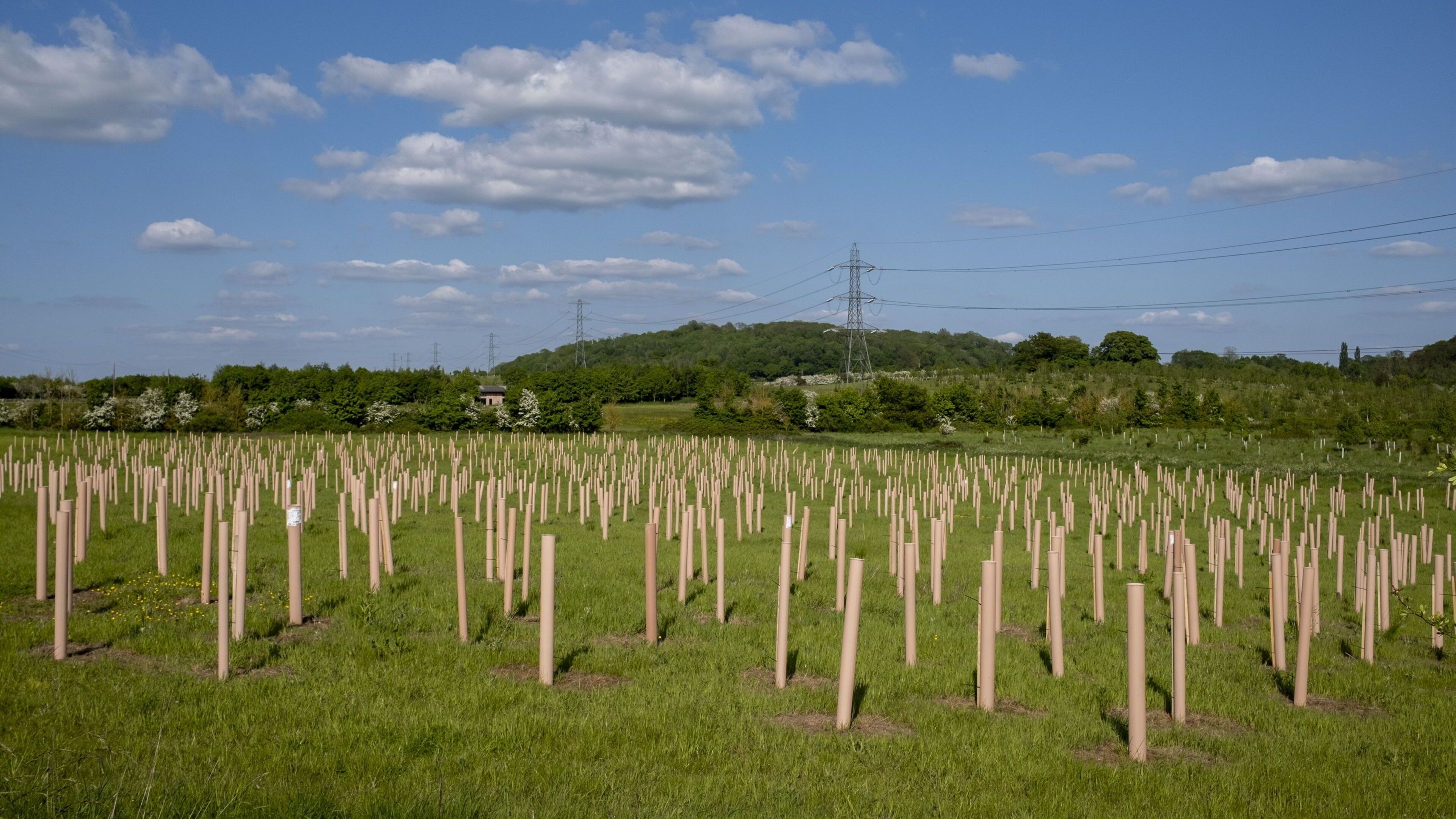 ‘A true green infrastructure’ – Canadian town recognises trees as living beings with rights