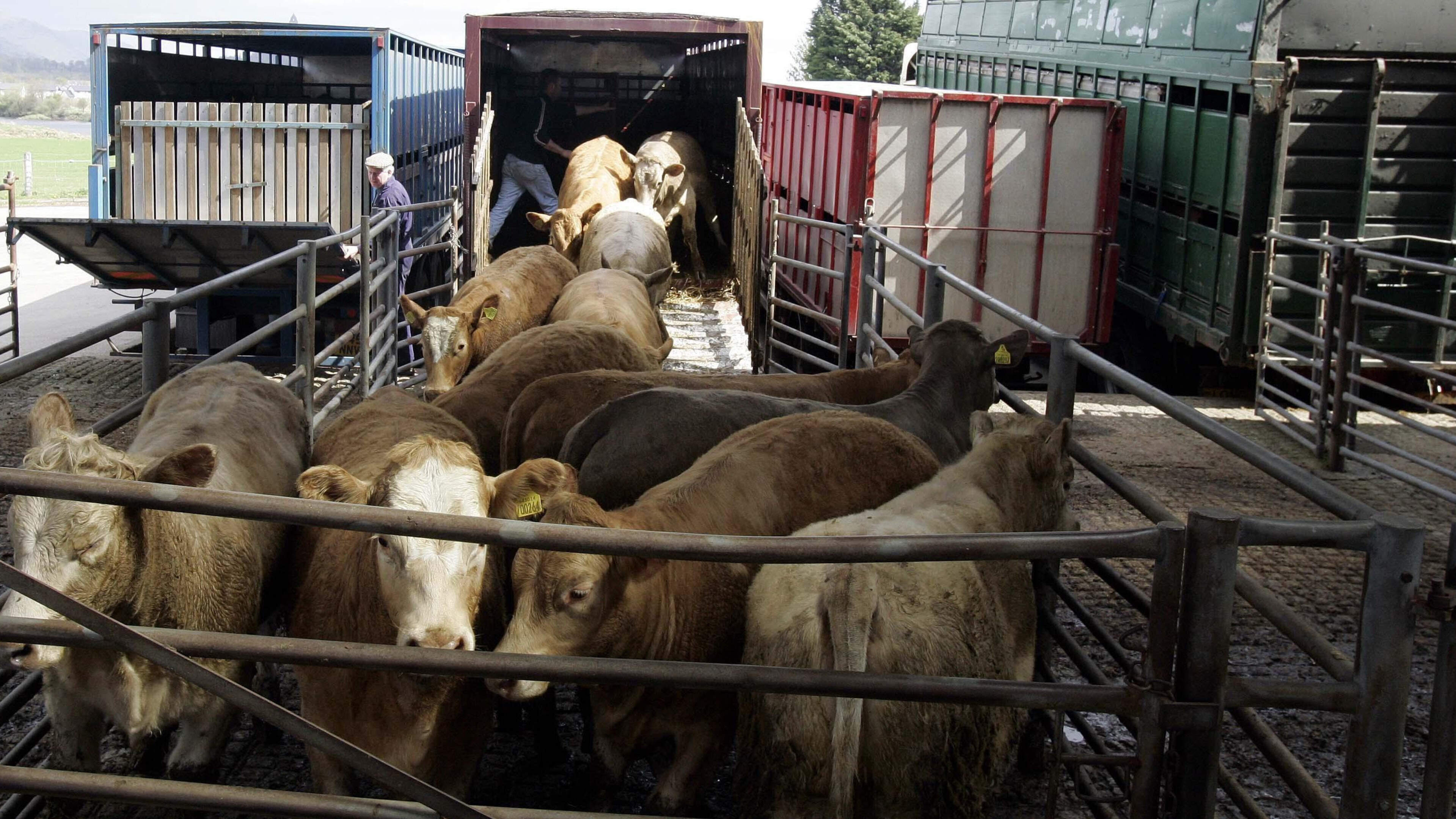 Beef quotes hold firm as feared factory cuts fail to materialise