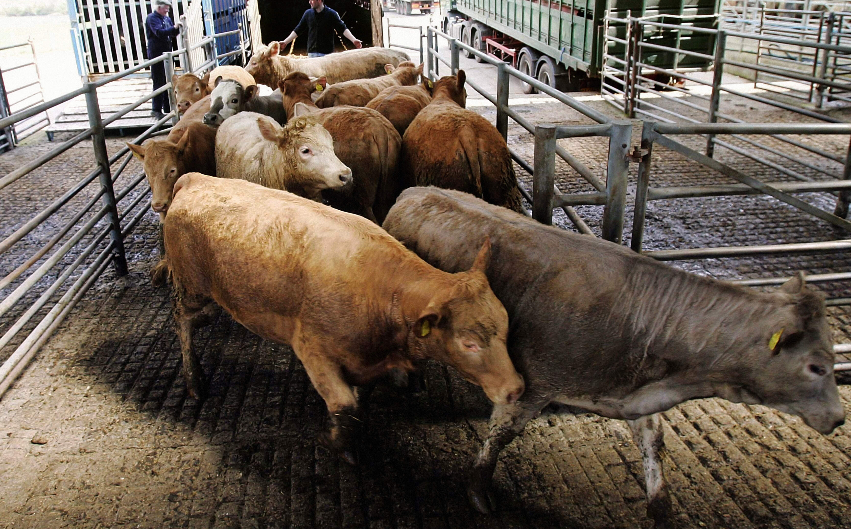 Factories cut deeper as base prices shed 35c/kg in May