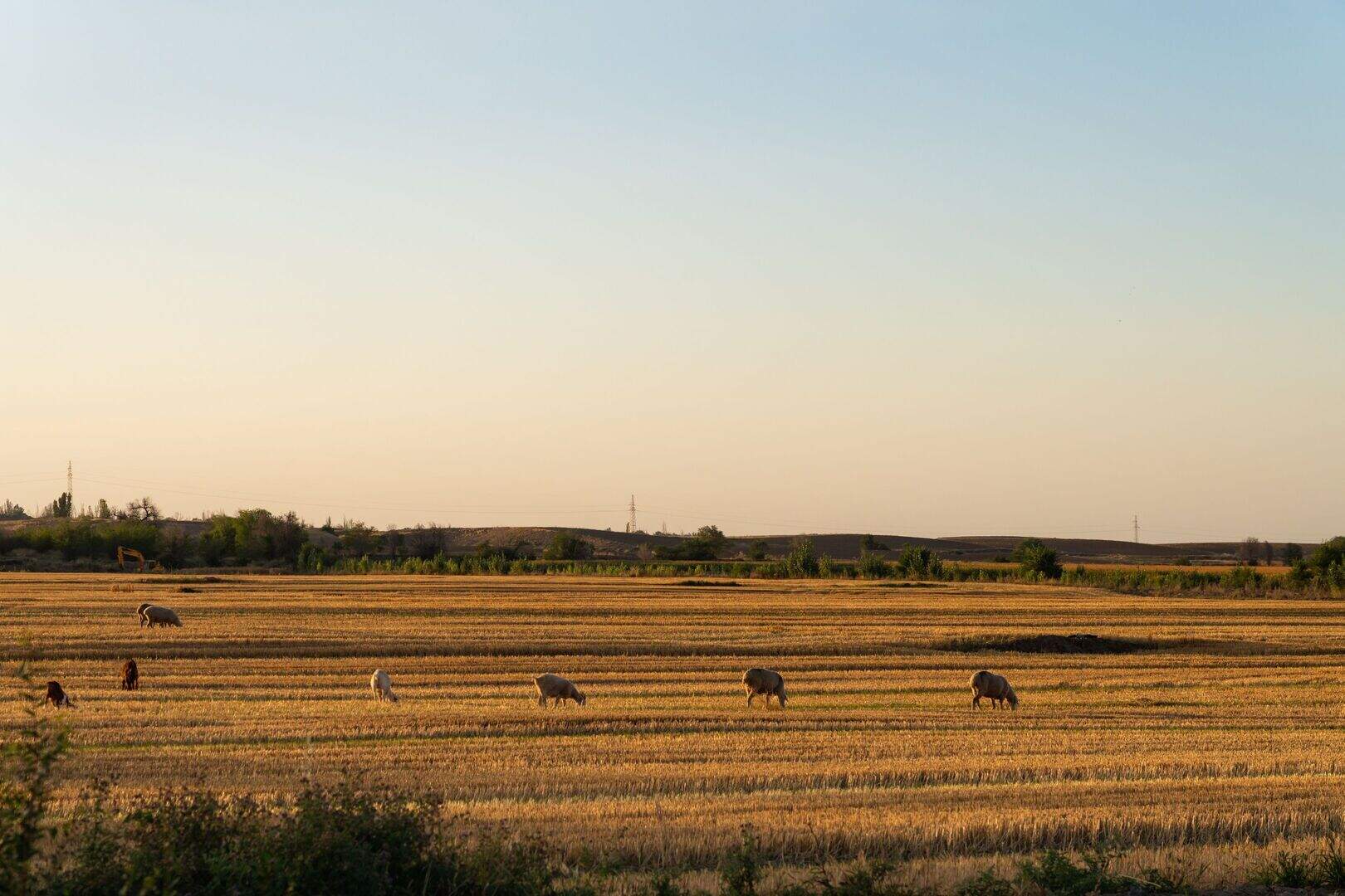PJ Phelan: Why beef/sheep farmers should partner up with tillage ...