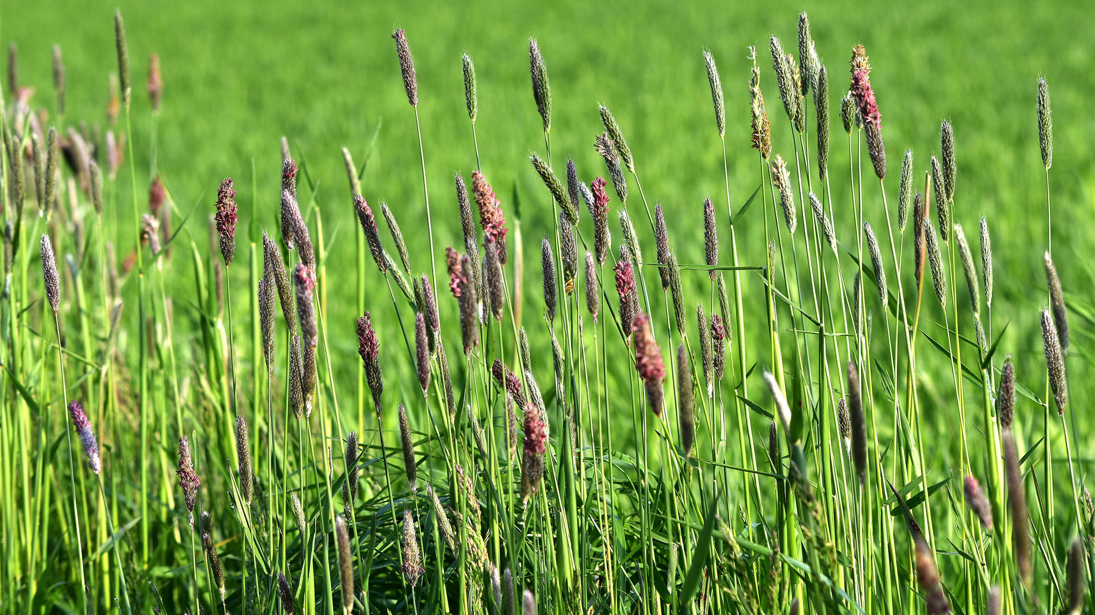 Keep walking your crops to beat grass weeds spreading