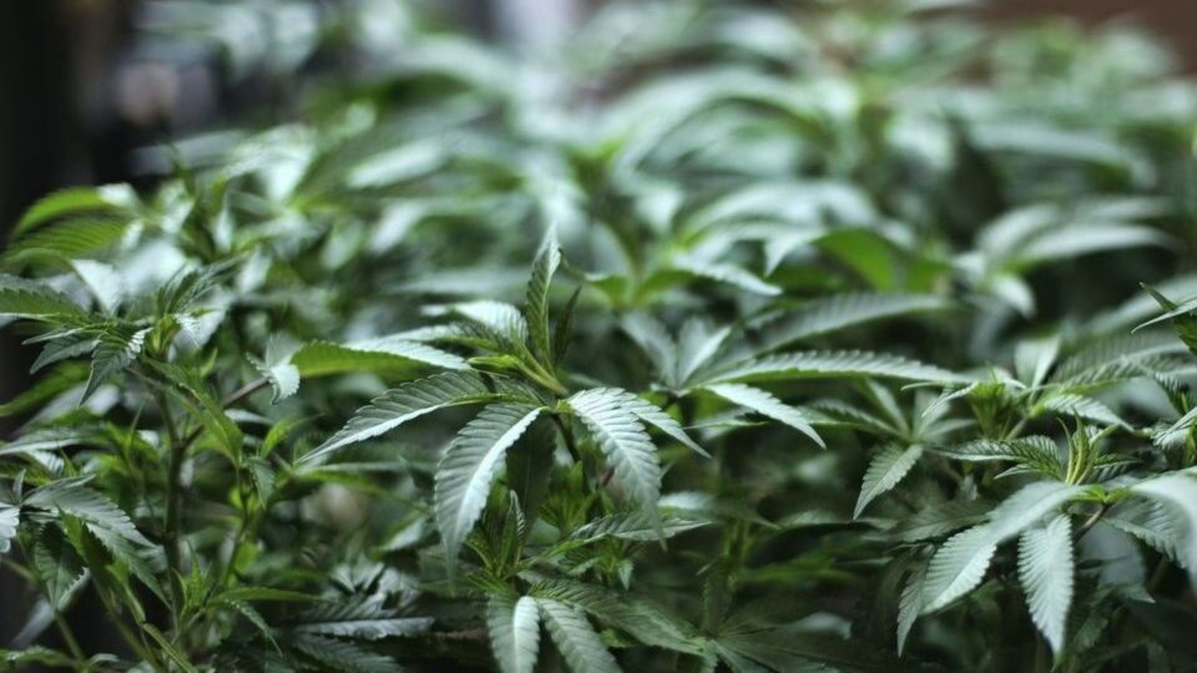 Neighbour’s sense of smell results in Garda raid of cannabis growhouse at house