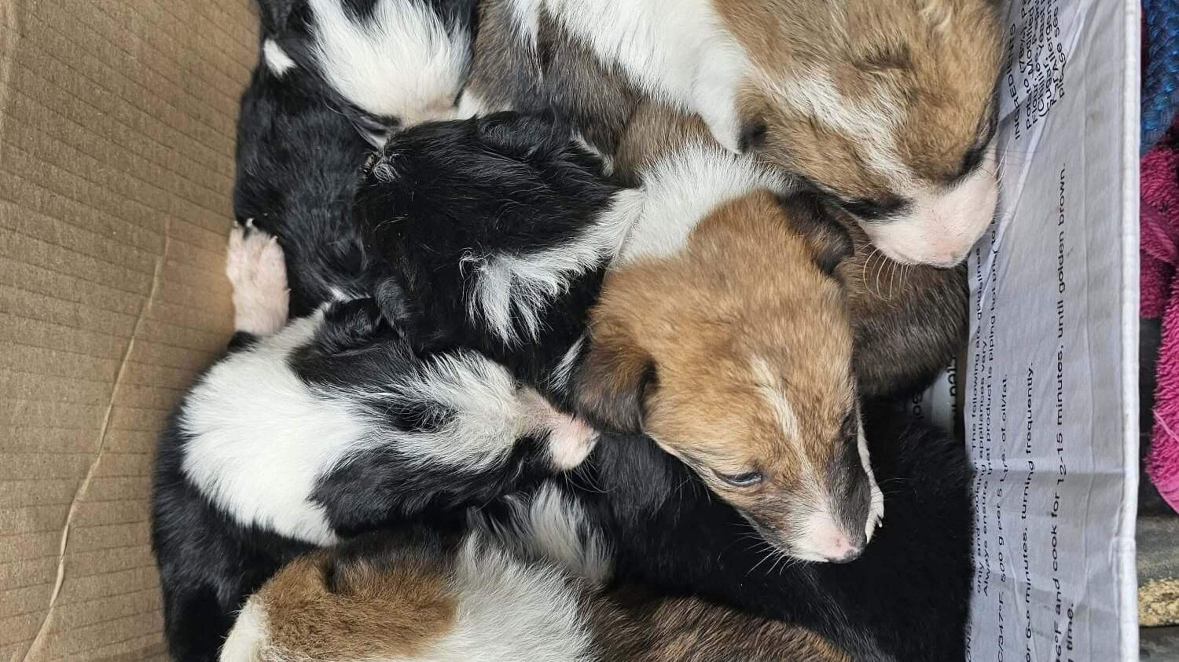 Seven puppies rescued after being left in cardboard box on Galway road