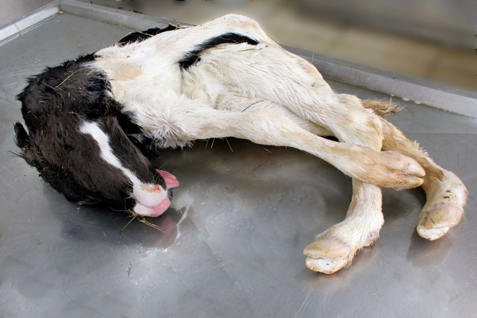 The midge that ‘killed Cromwell’ – and could hit your herd next | Irish ...