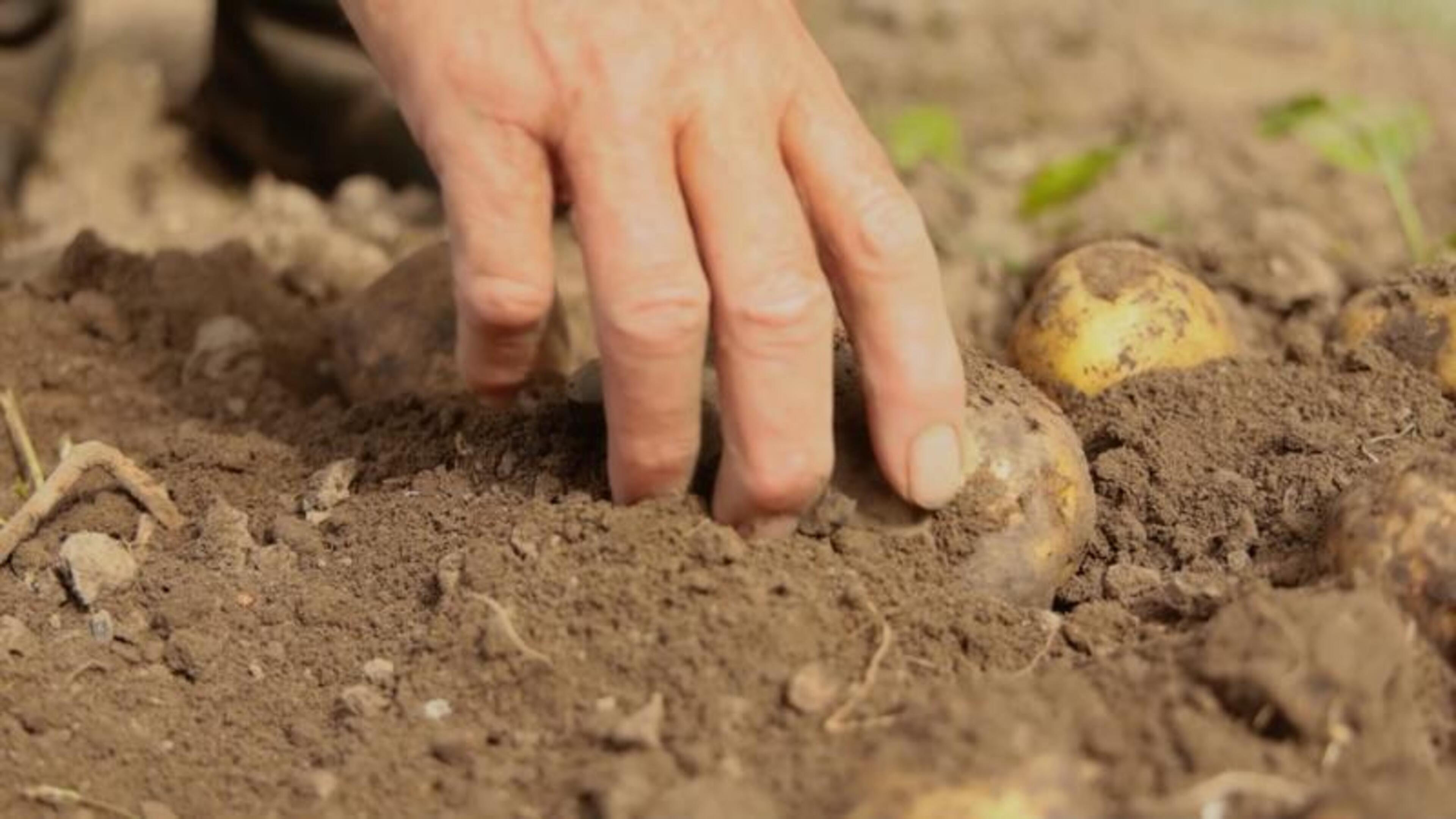 Families’ food bills could rise by €1,000 a year as farmers hit by drought and collapsing crop yields